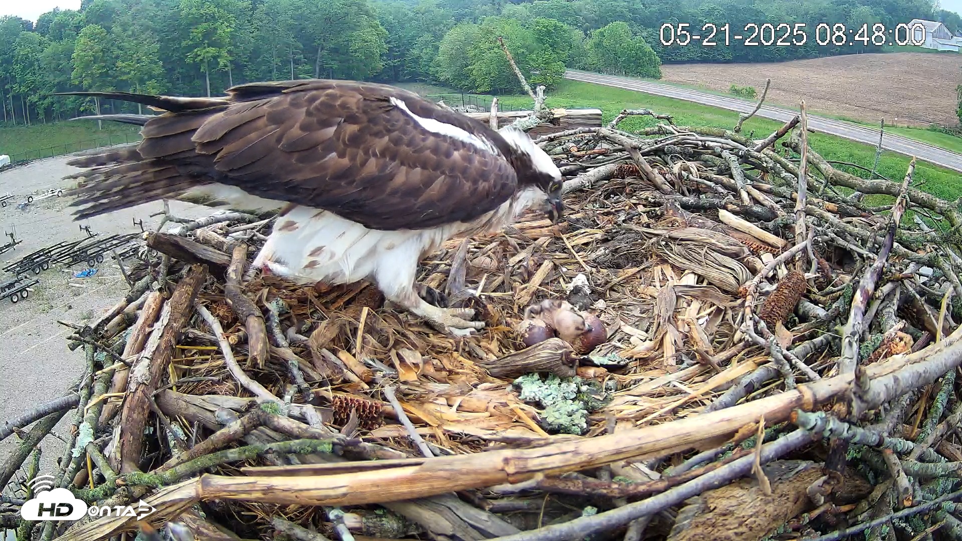 Snapshot of Pleasant Hill Lake Ospreys Live Nest Webcam taken May 21, 2025, 8:47am EDT