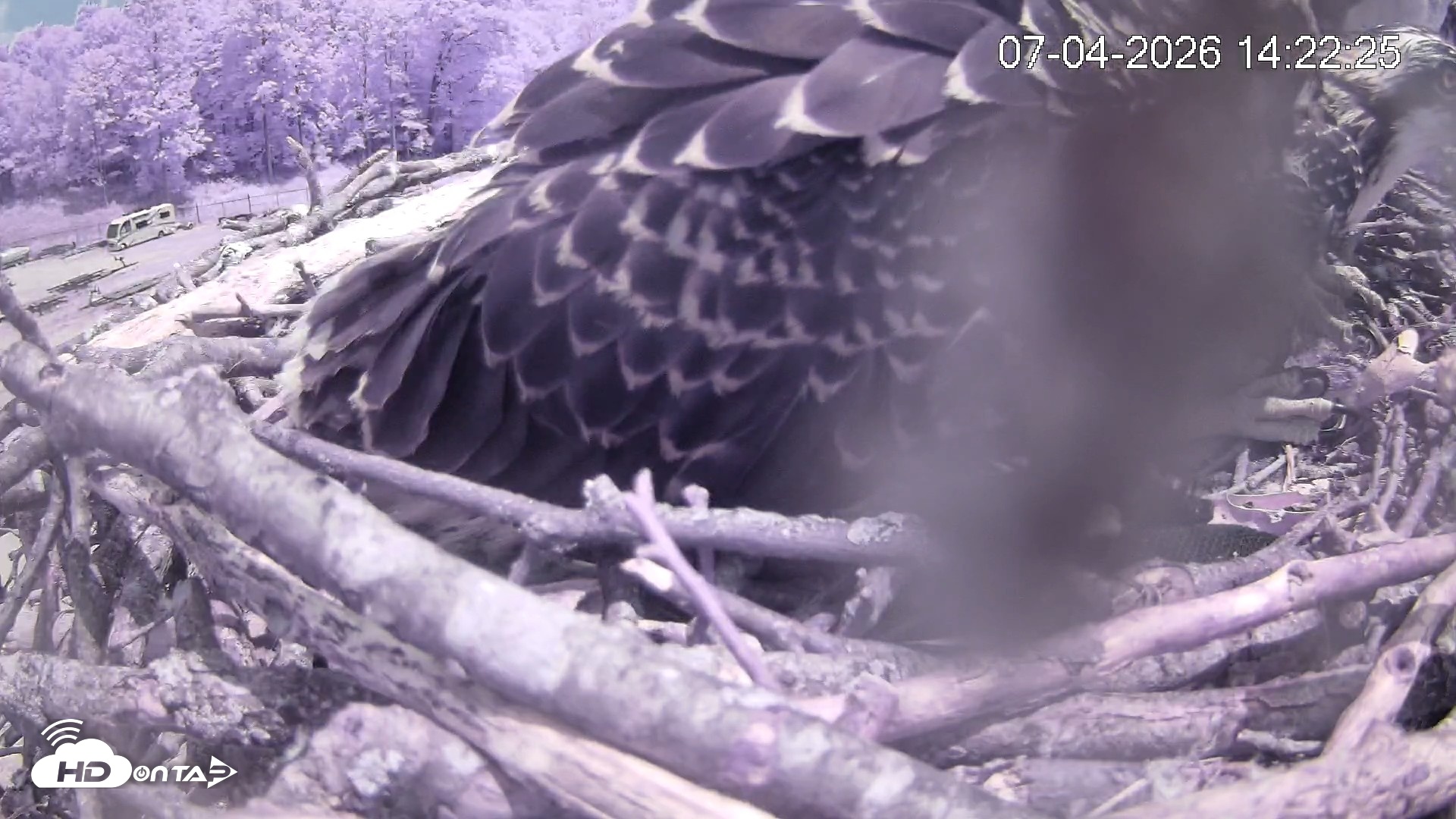 Snapshot of Pleasant Hill Lake Ospreys Live Nest Webcam taken Jul 4, 2026, 2:22pm EDT