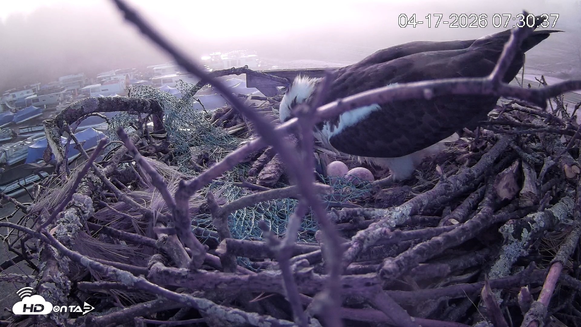 Snapshot of Pleasant Hill Lake Ospreys Live Nest Webcam taken Apr 17, 2026, 7:30am EDT