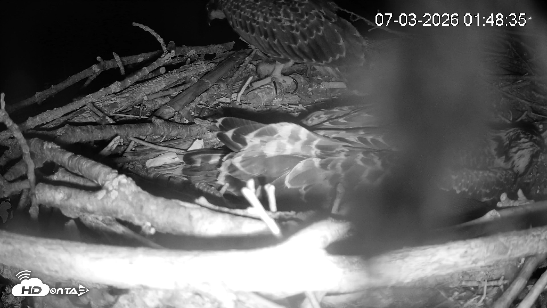 Snapshot of Pleasant Hill Lake Ospreys Live Nest Webcam taken Jul 3, 2026, 1:48am EDT