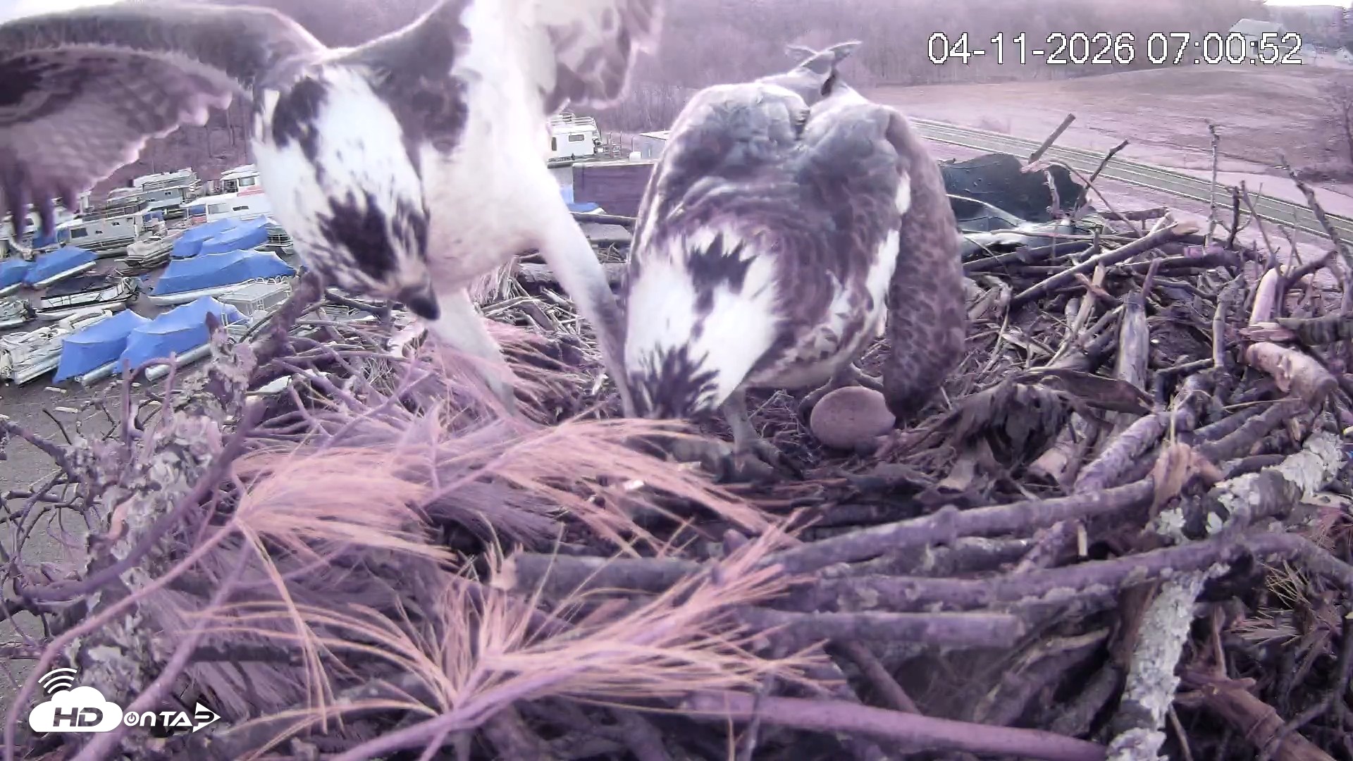 Snapshot of Pleasant Hill Lake Ospreys Live Nest Webcam taken Apr 11, 2026, 7:01am EDT