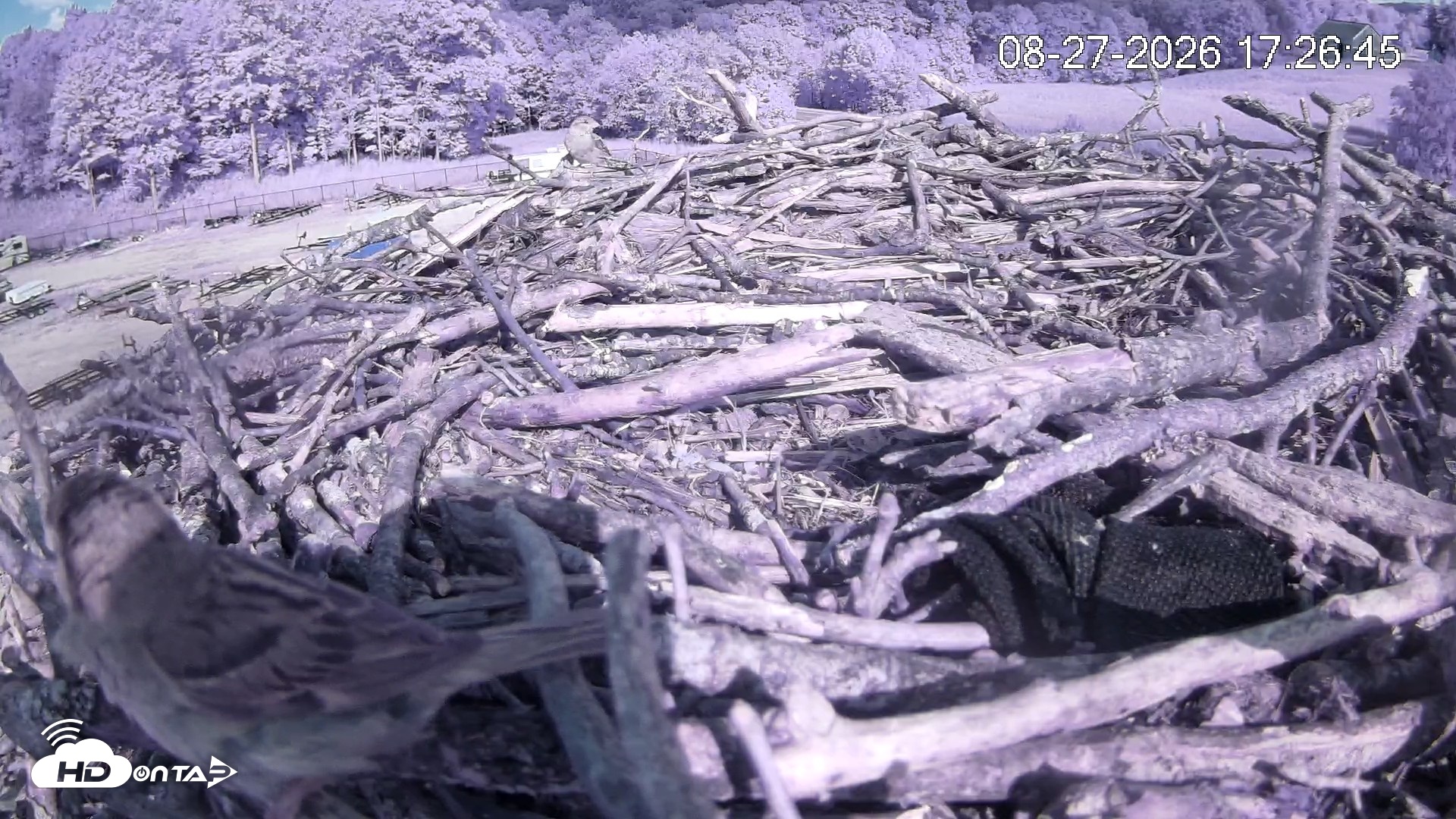 Snapshot of Pleasant Hill Lake Ospreys Live Nest Webcam taken Aug 27, 2026, 5:27pm EDT