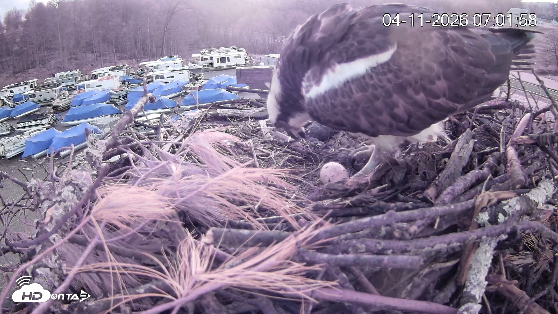 Snapshot of Pleasant Hill Lake Ospreys Live Nest Webcam taken Apr 11, 2026, 7:02am EDT