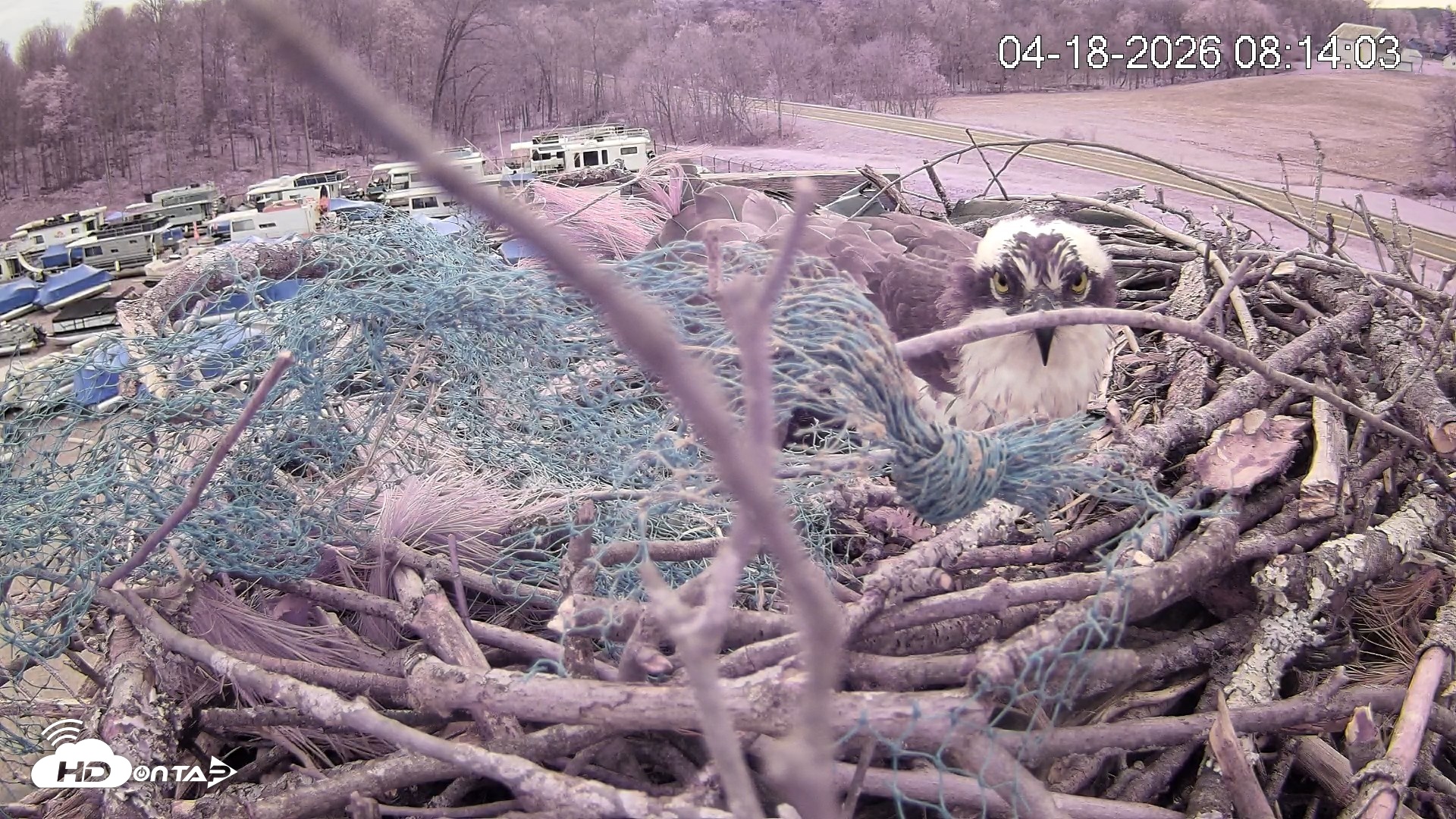 Snapshot of Pleasant Hill Lake Ospreys Live Nest Webcam taken Apr 18, 2026, 8:14am EDT