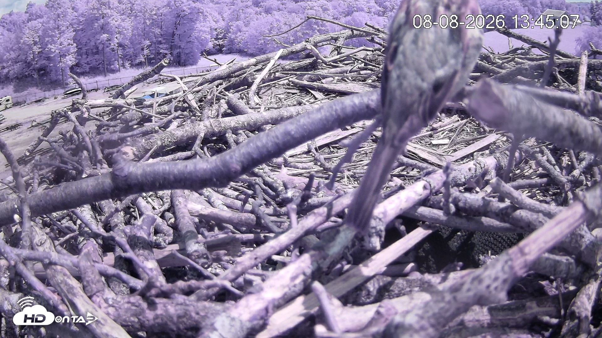 Snapshot of Pleasant Hill Lake Ospreys Live Nest Webcam taken Aug 8, 2026, 1:45pm EDT