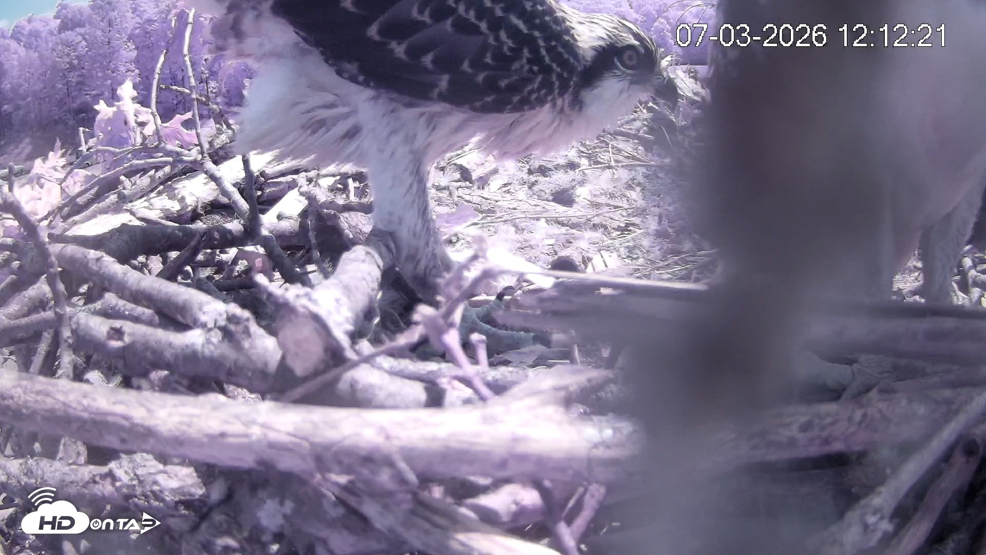 Snapshot of Pleasant Hill Lake Ospreys Live Nest Webcam taken Jul 3, 2026, 12:12pm EDT