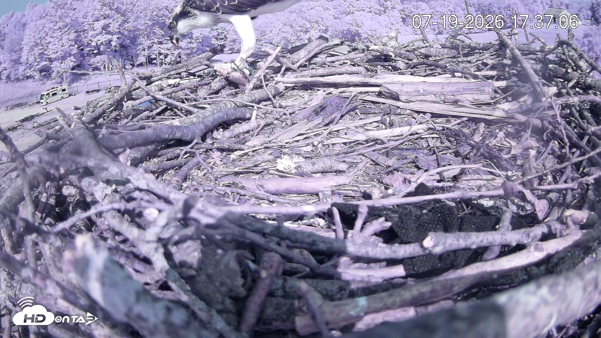 Snapshot of Pleasant Hill Lake Ospreys Live Nest Webcam taken Jul 19, 2026, 5:37pm EDT