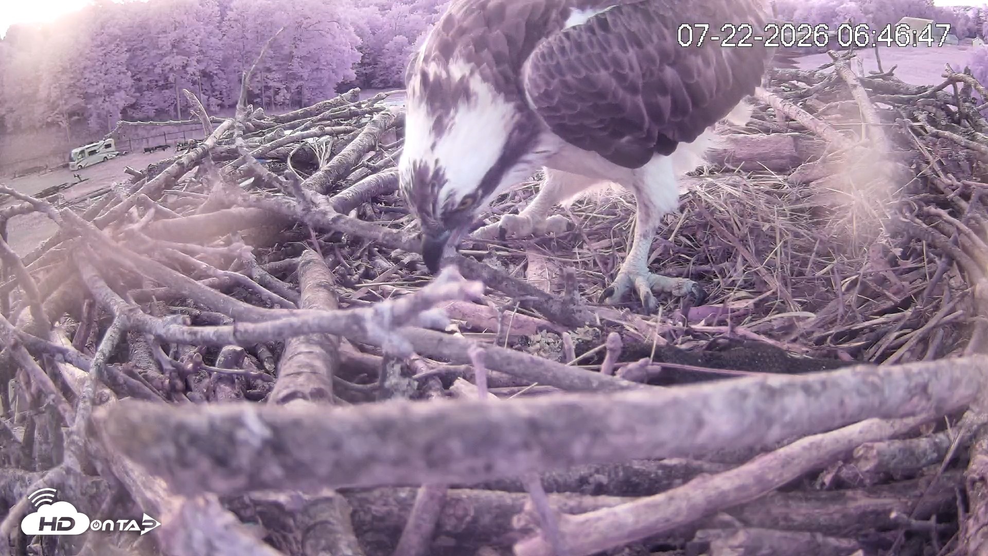 Snapshot of Pleasant Hill Lake Ospreys Live Nest Webcam taken Jul 22, 2026, 6:46am EDT