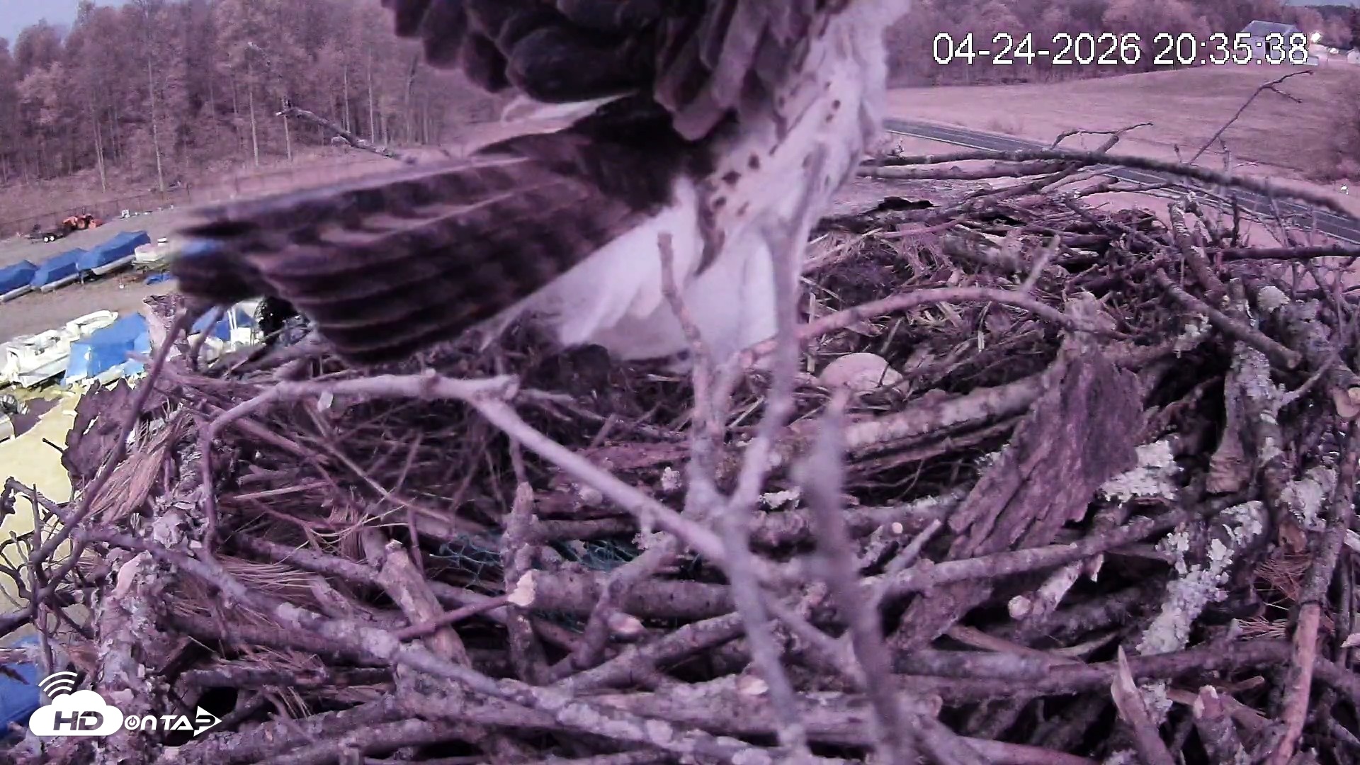Snapshot of Pleasant Hill Lake Ospreys Live Nest Webcam taken Apr 24, 2026, 8:36pm EDT