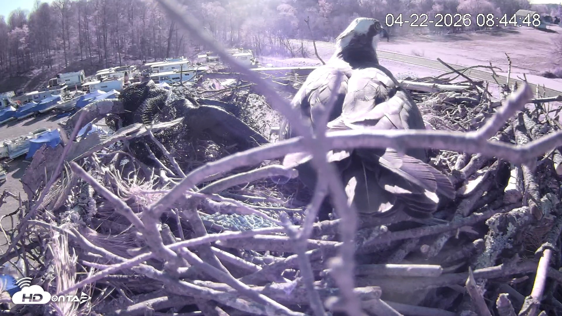 Snapshot of Pleasant Hill Lake Ospreys Live Nest Webcam taken Apr 22, 2026, 8:44am EDT