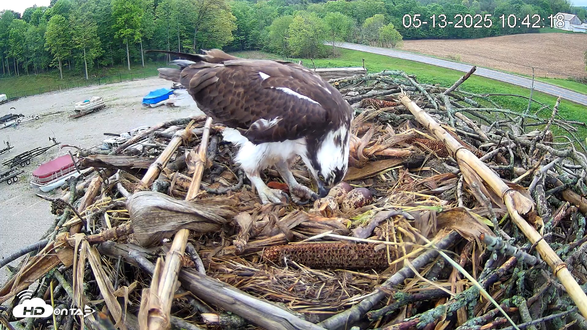 Snapshot of Pleasant Hill Lake Ospreys Live Nest Webcam taken May 13, 2025, 10:42am EDT