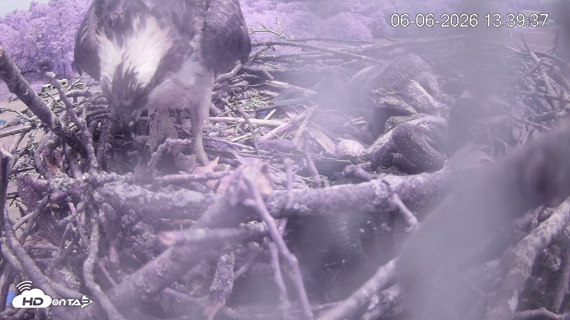 Snapshot of Pleasant Hill Lake Ospreys Live Nest Webcam taken Jun 6, 2026, 1:39pm EDT