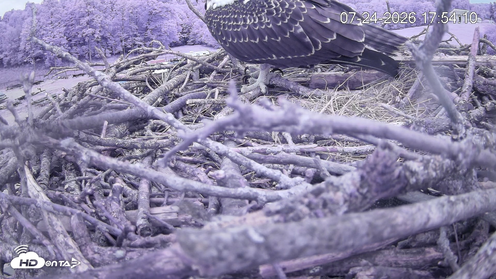 Snapshot of Pleasant Hill Lake Ospreys Live Nest Webcam taken Jul 24, 2026, 5:54pm EDT