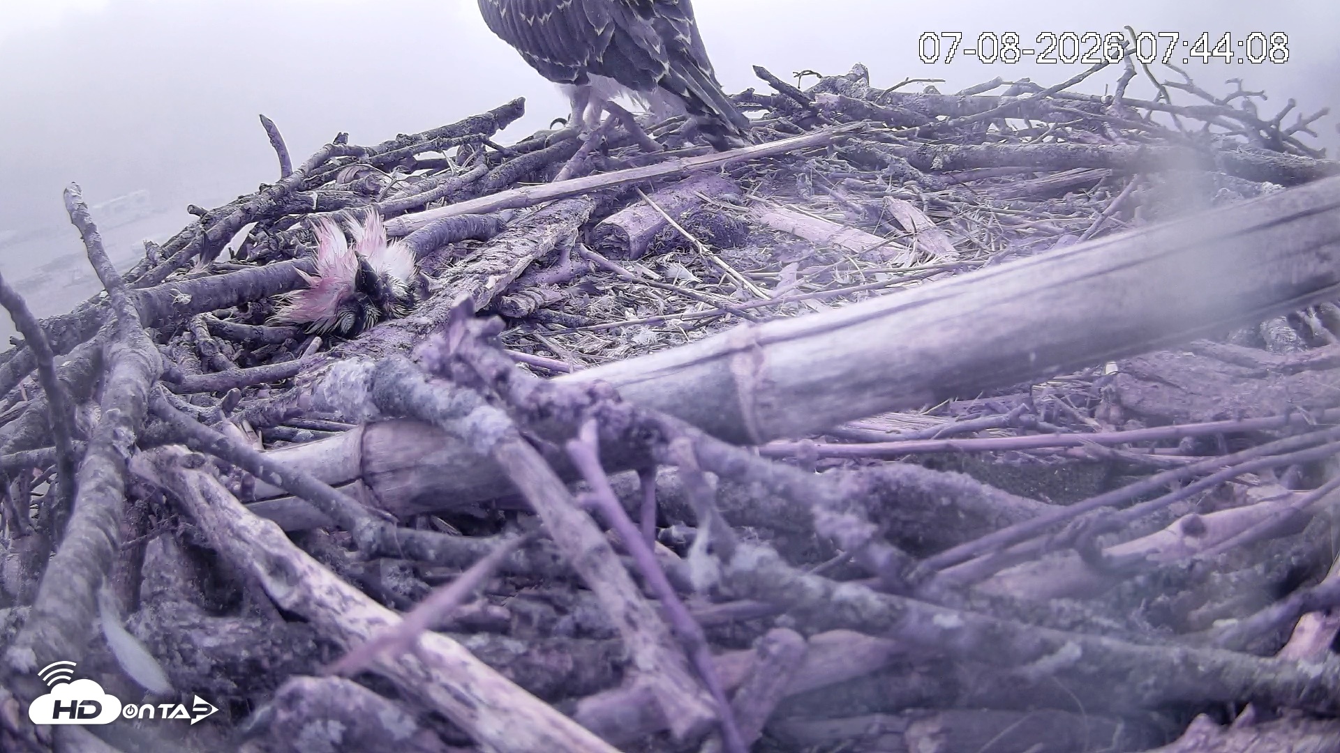 Snapshot of Pleasant Hill Lake Ospreys Live Nest Webcam taken Jul 8, 2026, 7:44am EDT