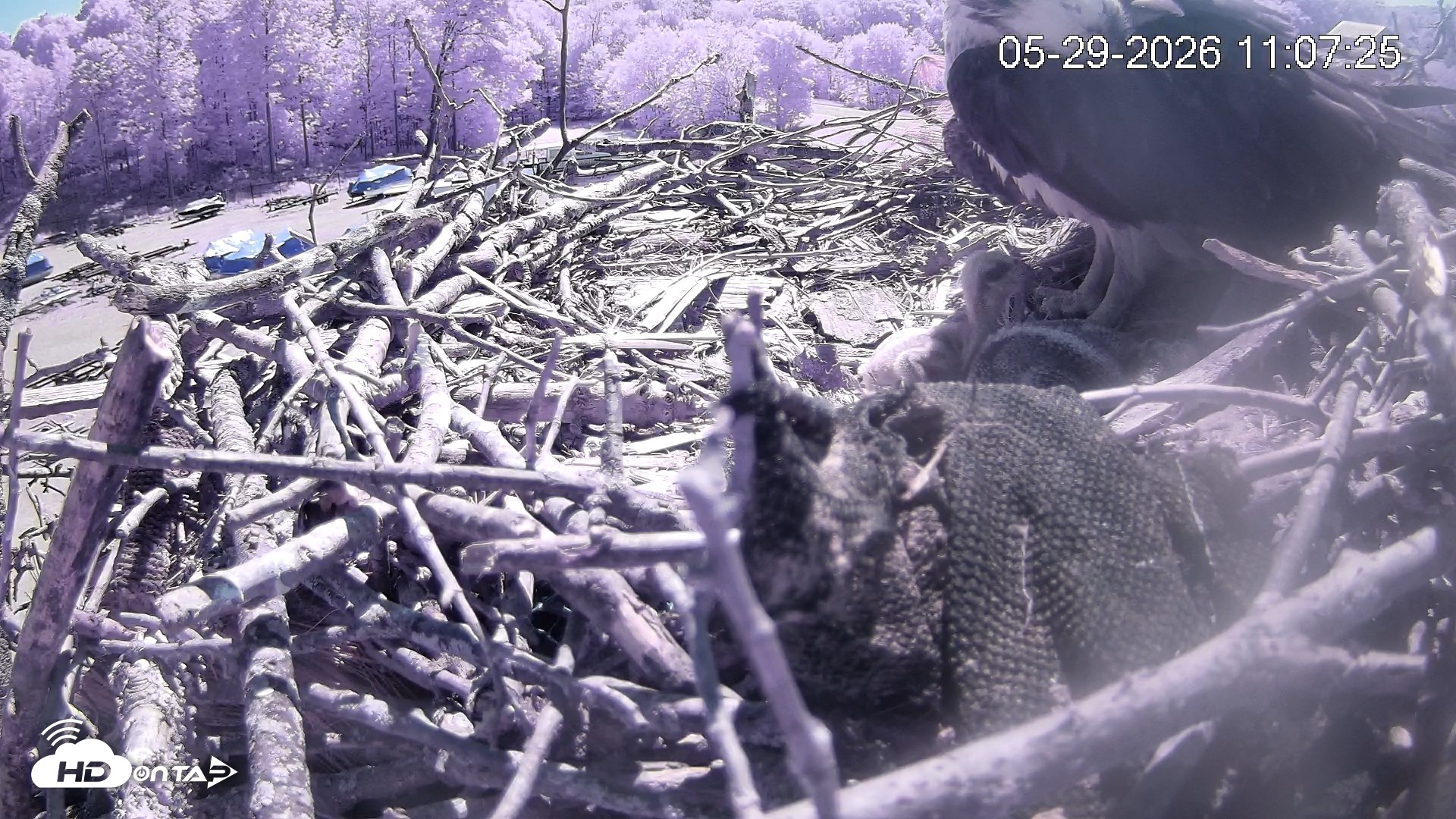 Snapshot of Pleasant Hill Lake Ospreys Live Nest Webcam taken May 29, 2026, 11:07am EDT