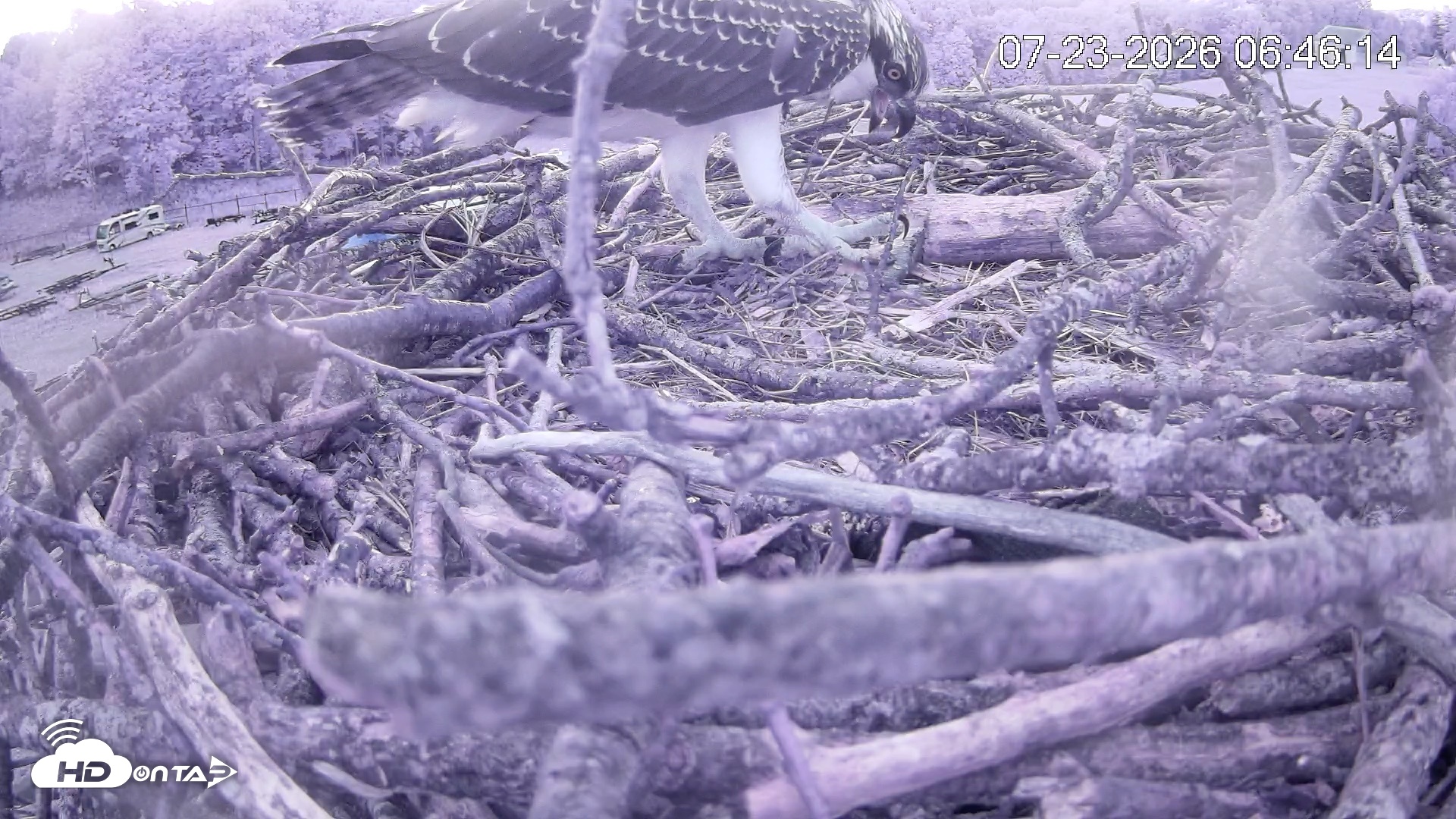 Snapshot of Pleasant Hill Lake Ospreys Live Nest Webcam taken Jul 23, 2026, 6:46am EDT