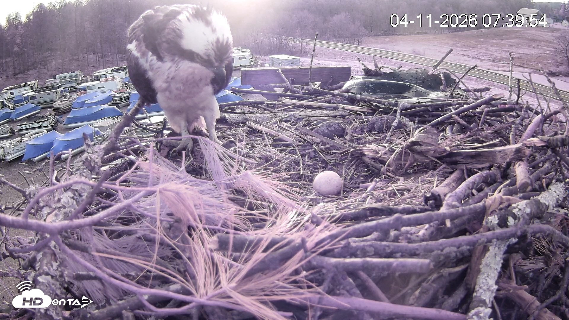 Snapshot of Pleasant Hill Lake Ospreys Live Nest Webcam taken Apr 11, 2026, 7:40am EDT
