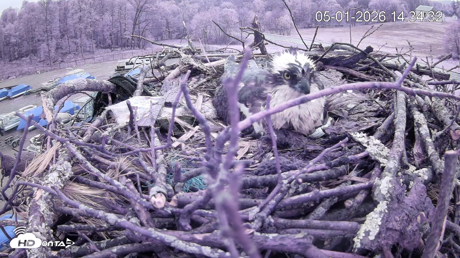 Snapshot of Pleasant Hill Lake Ospreys Live Nest Webcam taken May 1, 2026, 2:35pm EDT