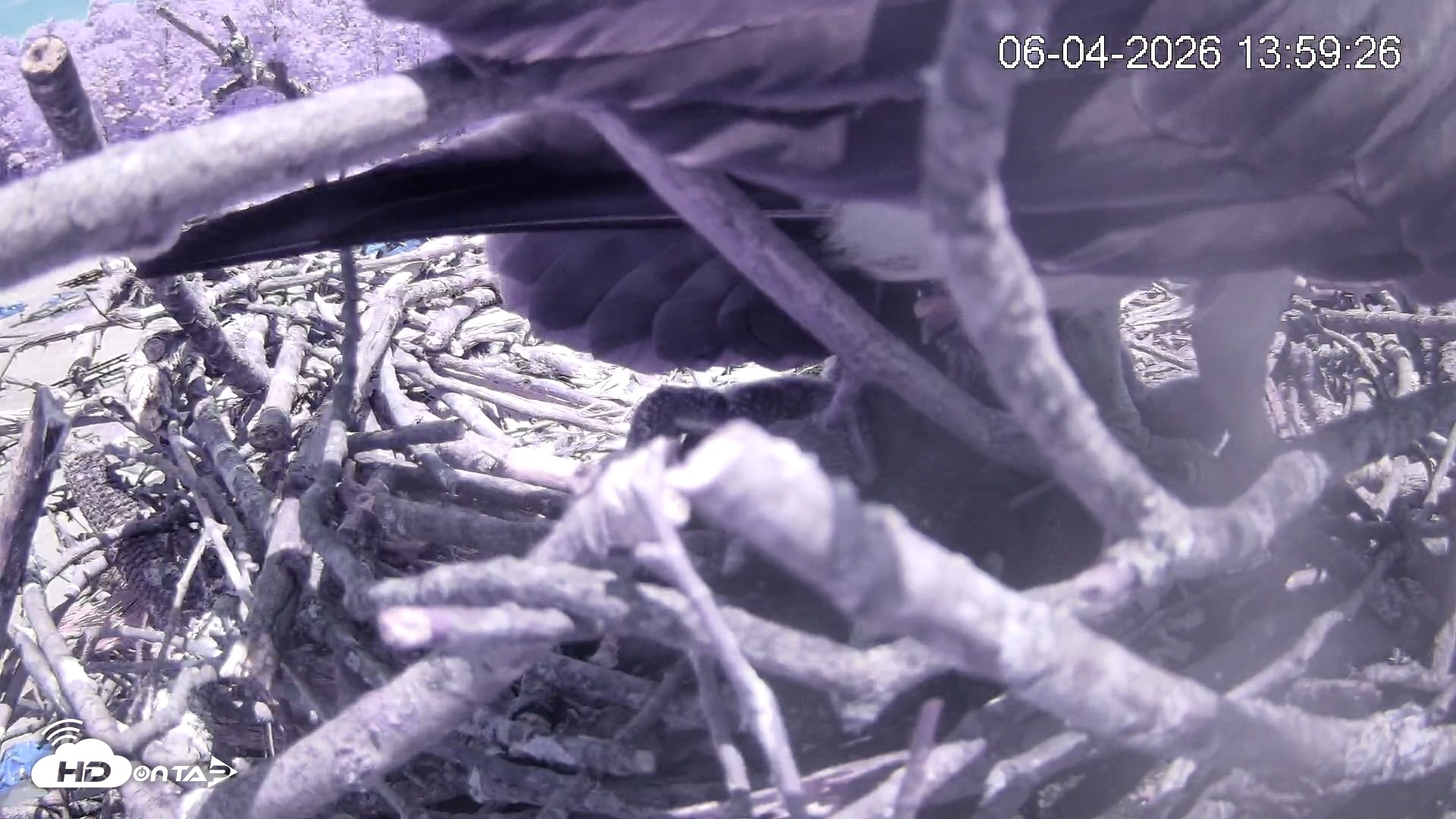 Snapshot of Pleasant Hill Lake Ospreys Live Nest Webcam taken Jun 4, 2026, 1:59pm EDT