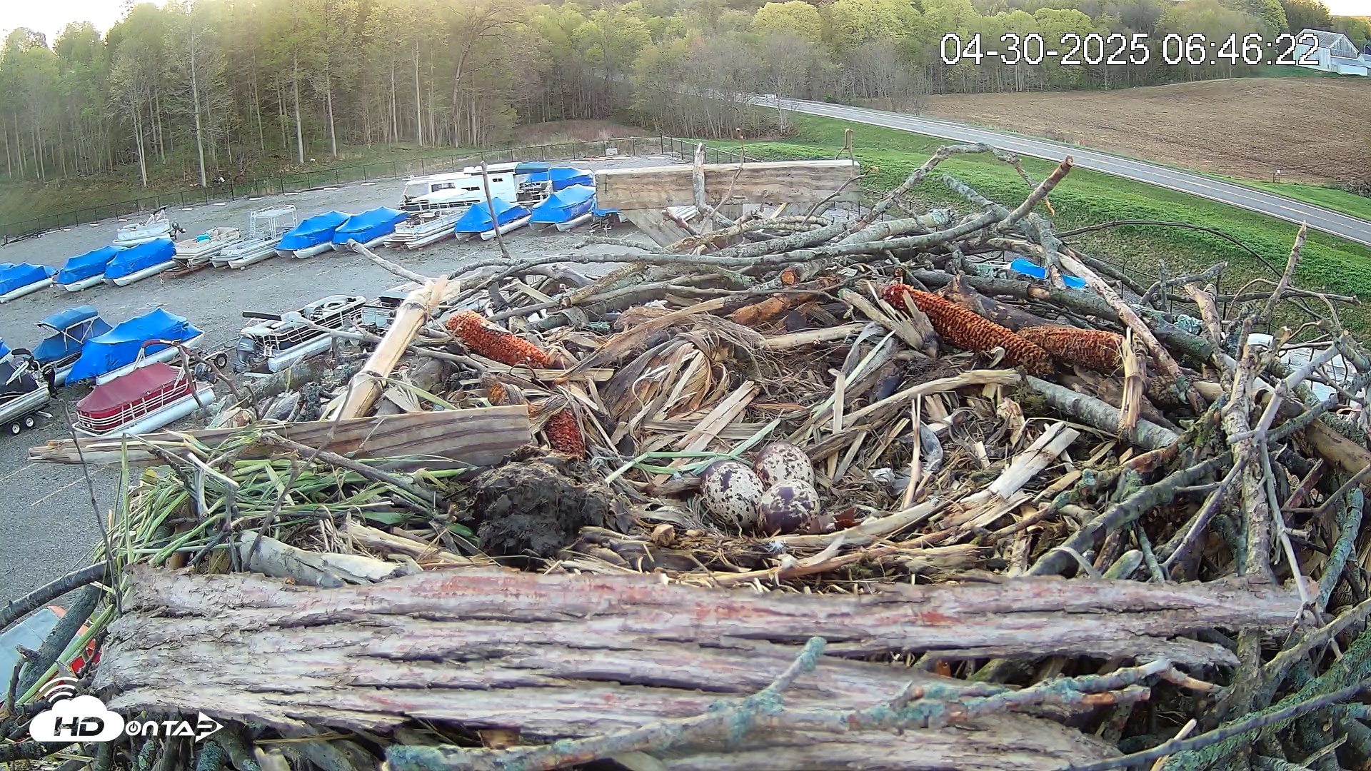 Snapshot of Pleasant Hill Lake Ospreys Live Nest Webcam taken Apr 30, 2025, 6:46am EDT