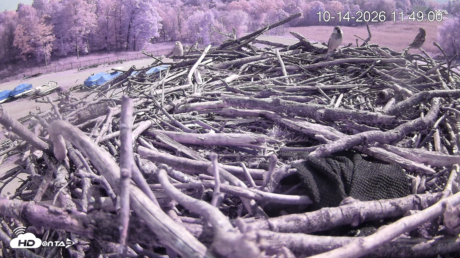 Snapshot of Pleasant Hill Lake Ospreys Live Nest Webcam taken Oct 14, 2026, 11:49am EDT
