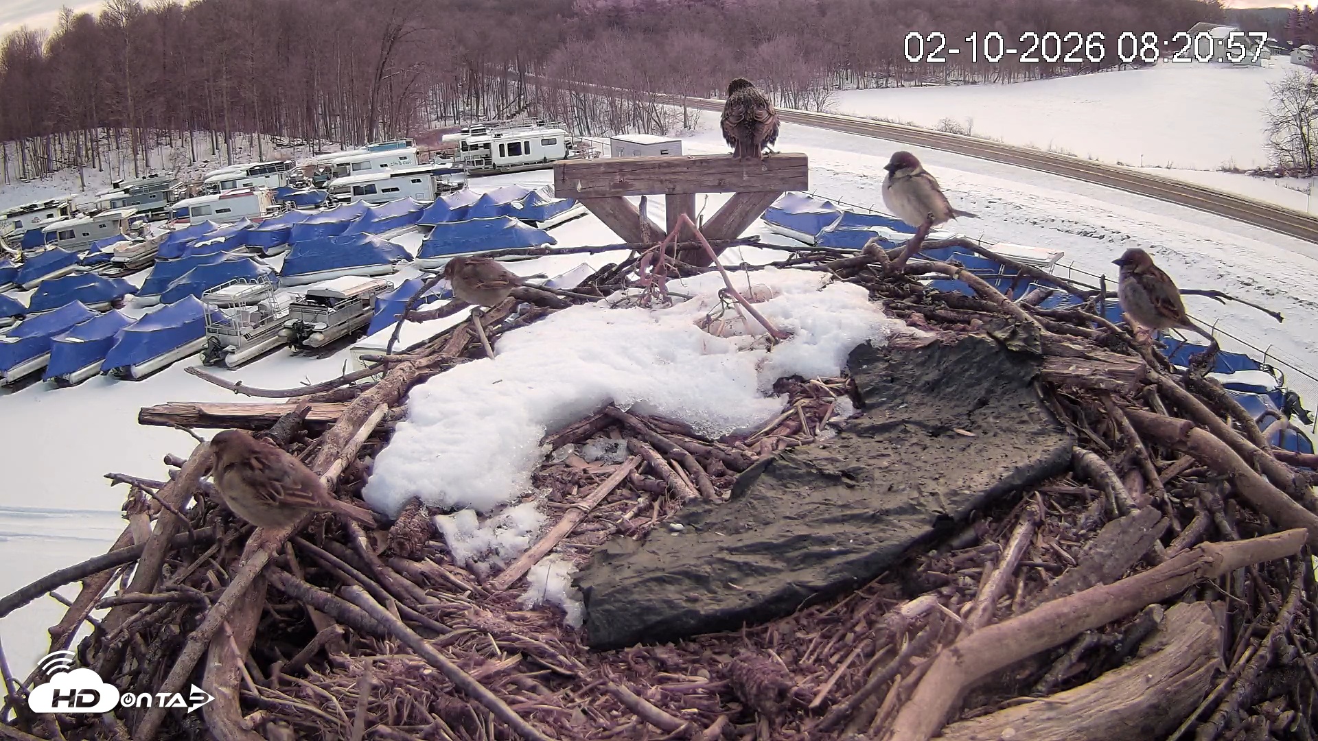 Snapshot of Pleasant Hill Lake Ospreys Live Nest Webcam taken Feb 10, 2026, 8:21am EST