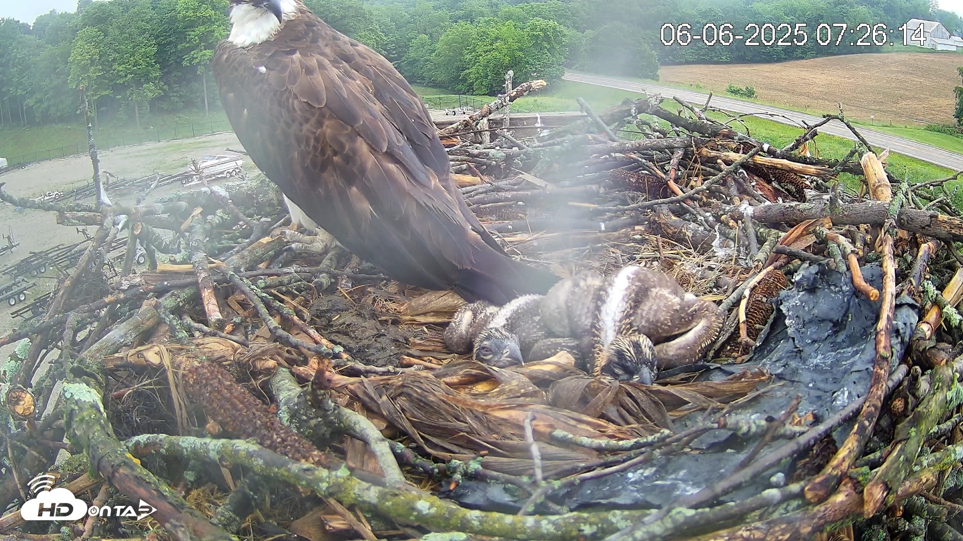 Snapshot of Pleasant Hill Lake Ospreys Live Nest Webcam taken Jun 6, 2025, 7:26am EDT