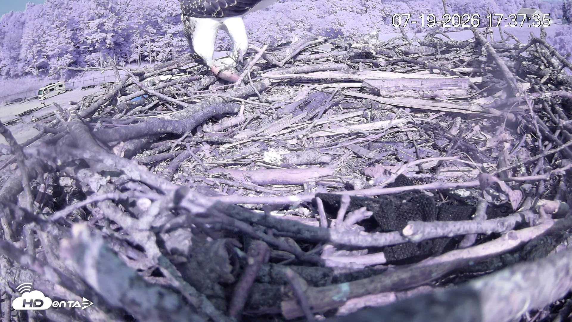 Snapshot of Pleasant Hill Lake Ospreys Live Nest Webcam taken Jul 19, 2026, 5:37pm EDT