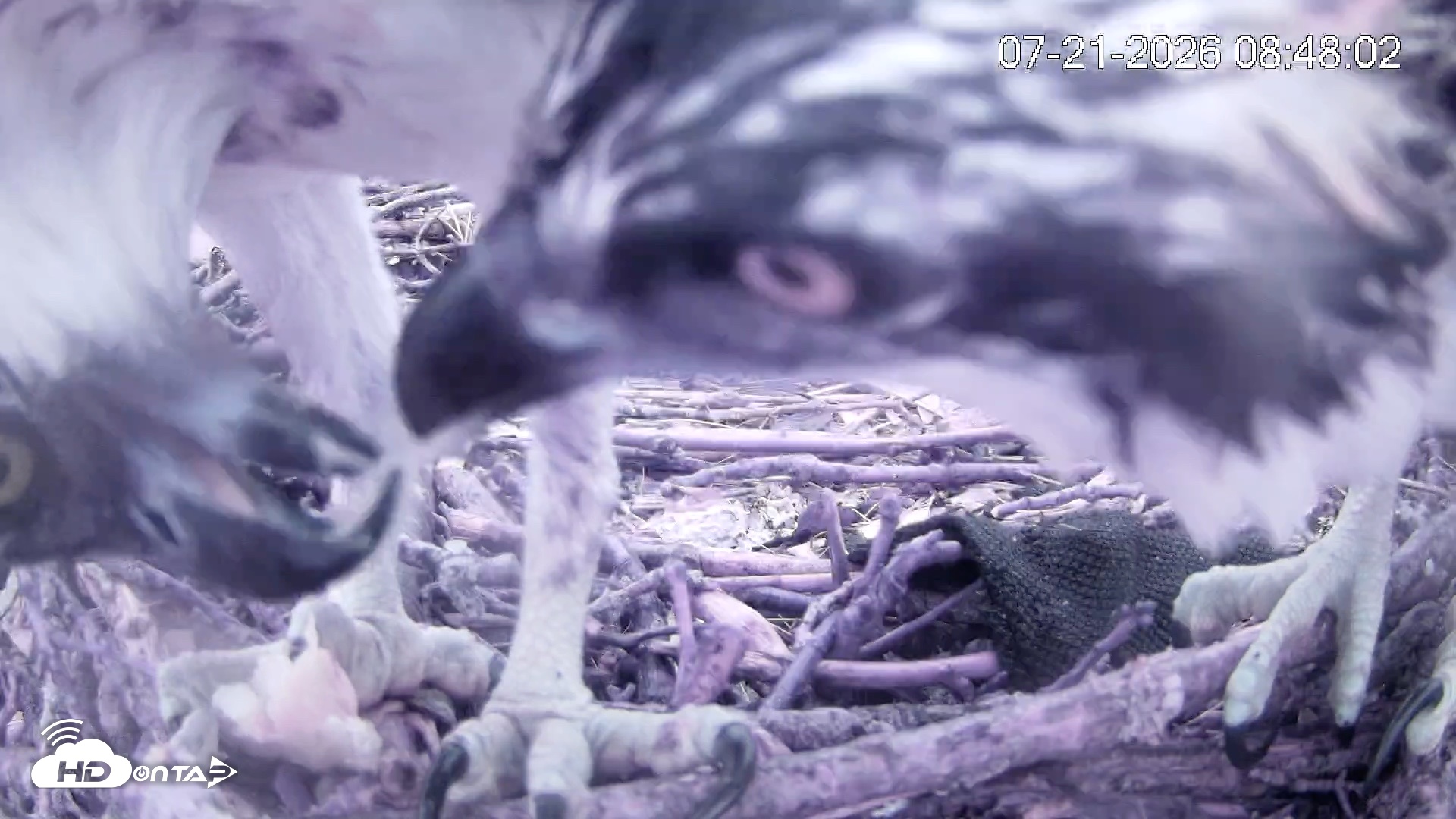 Snapshot of Pleasant Hill Lake Ospreys Live Nest Webcam taken Jul 21, 2026, 8:48am EDT