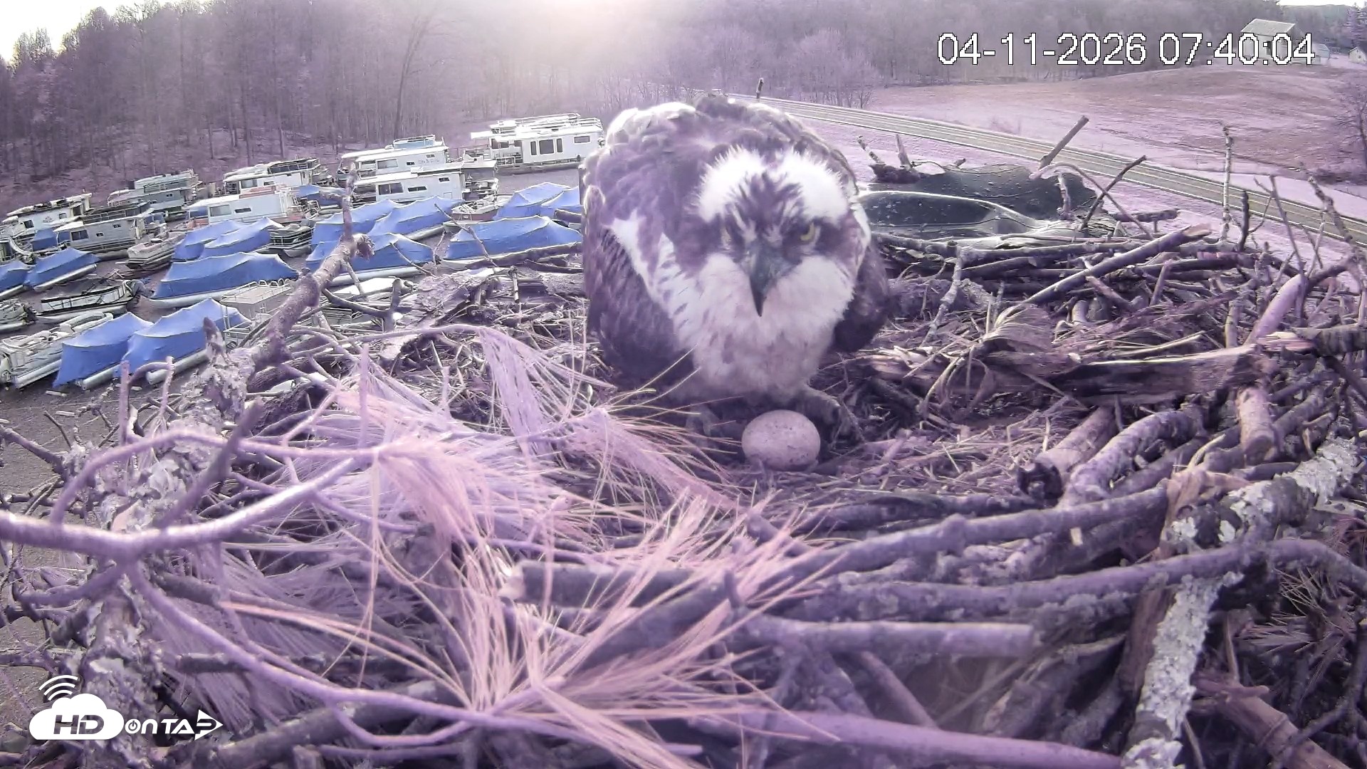 Snapshot of Pleasant Hill Lake Ospreys Live Nest Webcam taken Apr 11, 2026, 7:41am EDT