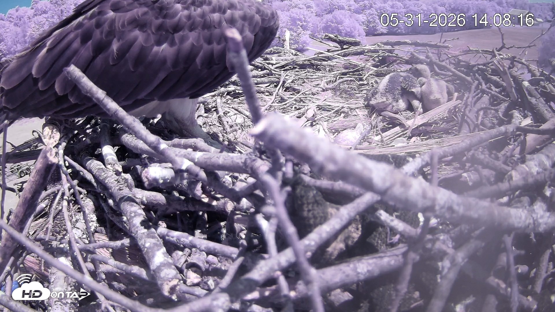 Snapshot of Pleasant Hill Lake Ospreys Live Nest Webcam taken May 31, 2026, 2:08pm EDT