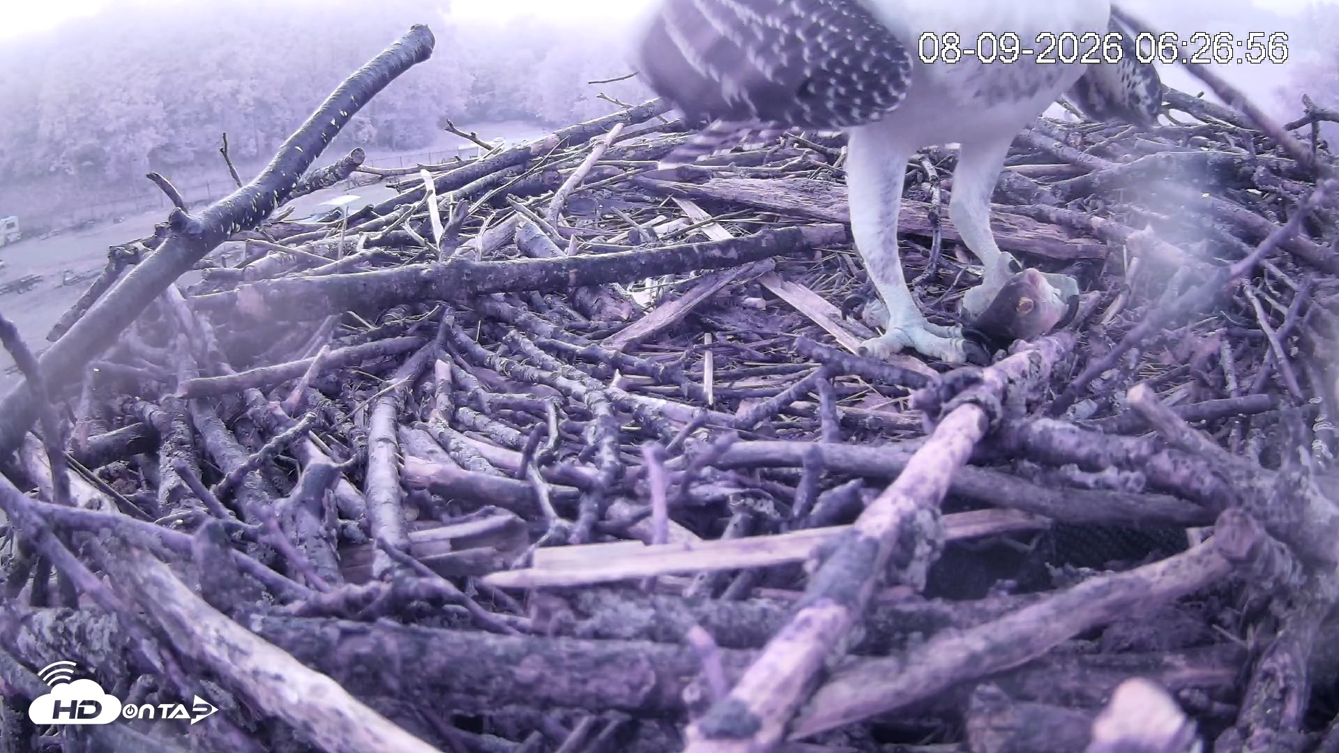 Snapshot of Pleasant Hill Lake Ospreys Live Nest Webcam taken Aug 9, 2026, 6:27am EDT