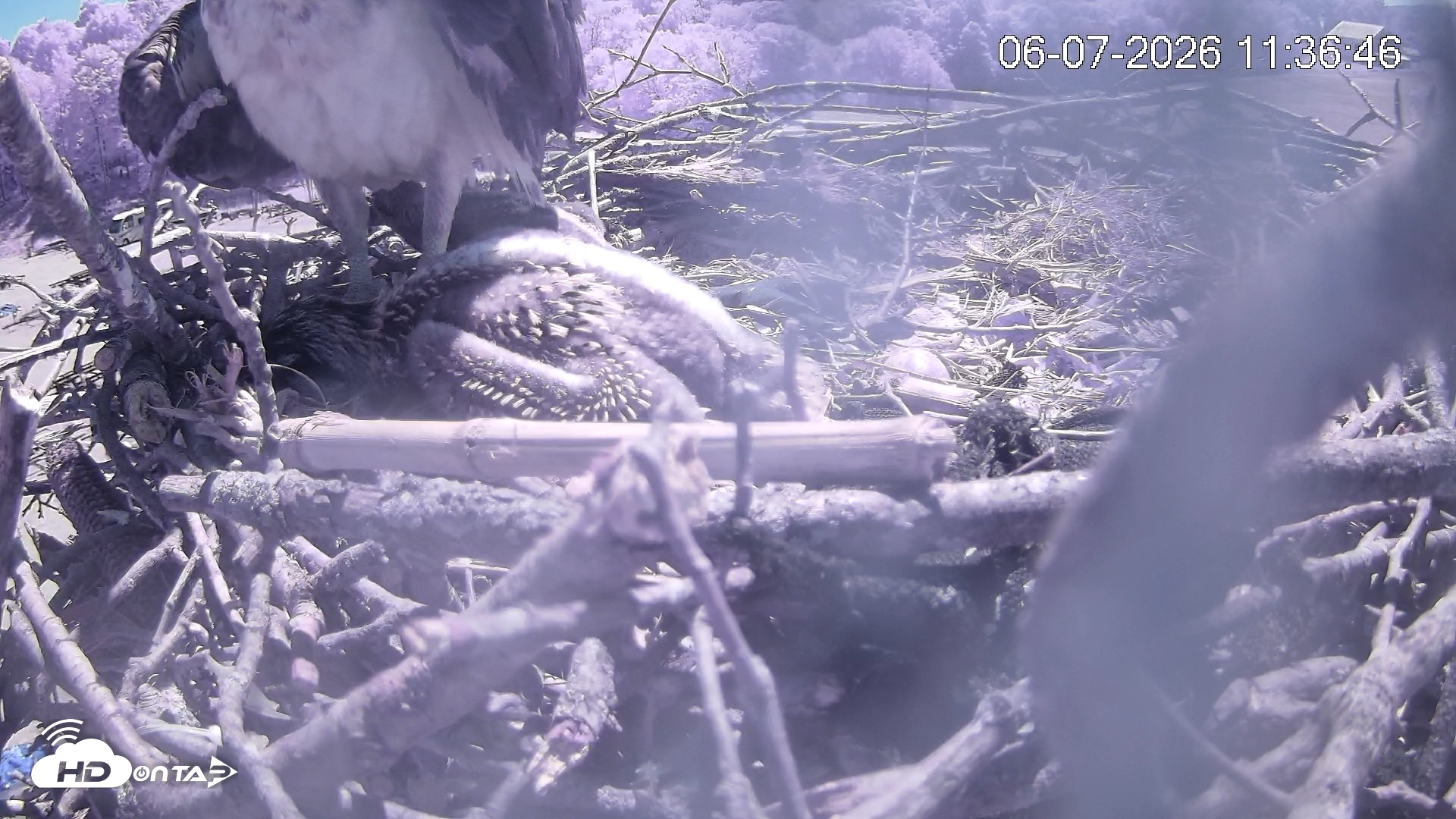Snapshot of Pleasant Hill Lake Ospreys Live Nest Webcam taken Jun 7, 2026, 11:36am EDT