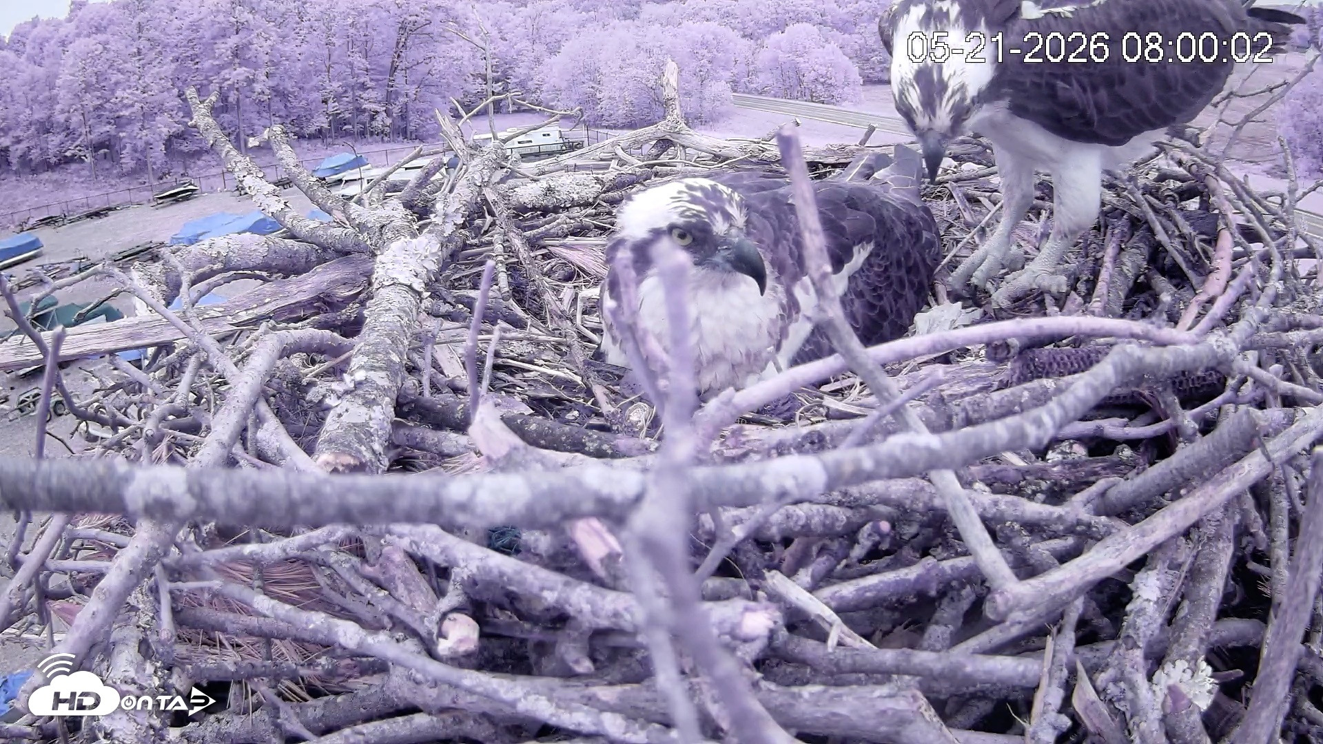 Snapshot of Pleasant Hill Lake Ospreys Live Nest Webcam taken May 21, 2026, 8:00am EDT