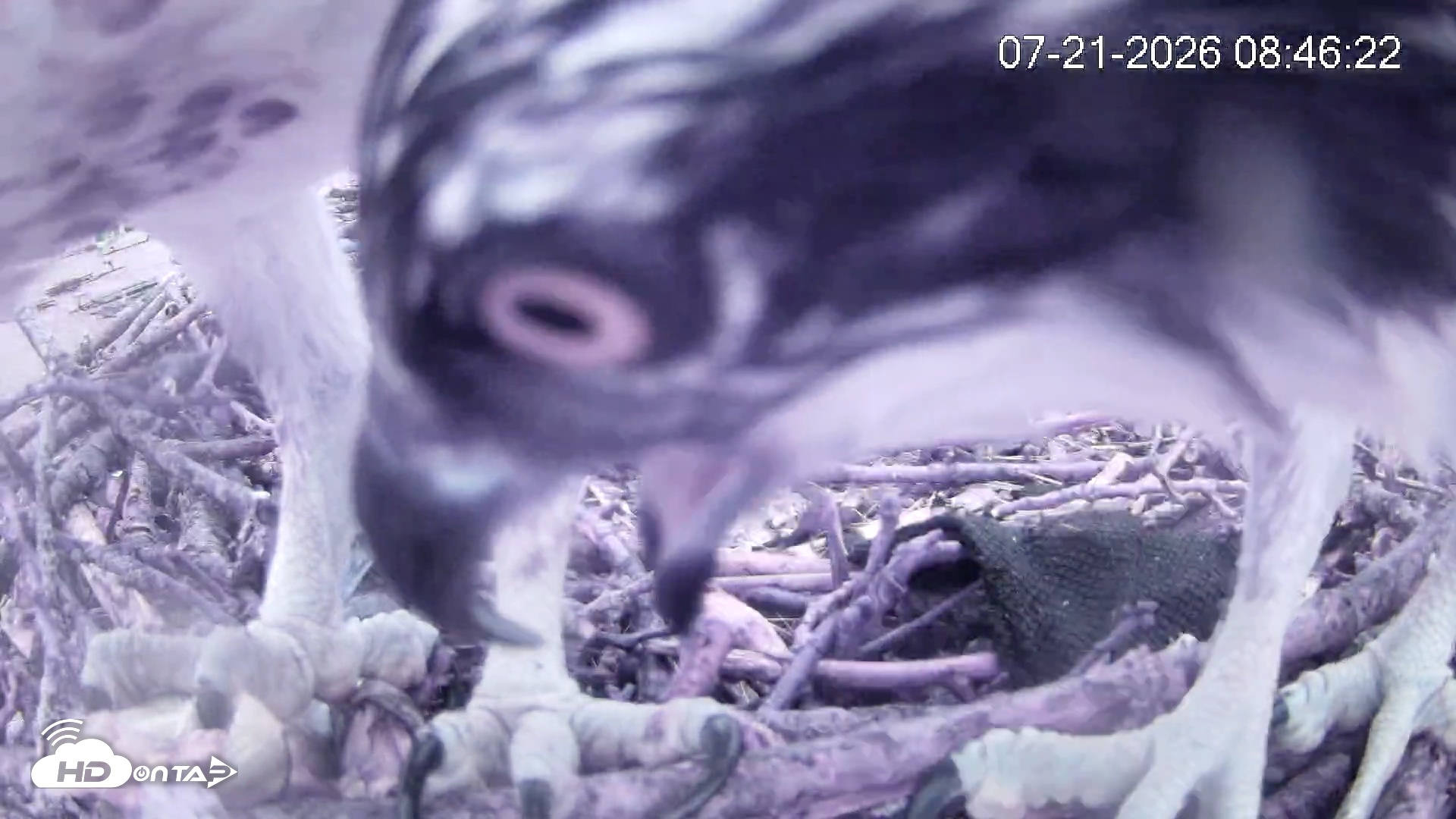 Snapshot of Pleasant Hill Lake Ospreys Live Nest Webcam taken Jul 21, 2026, 8:46am EDT