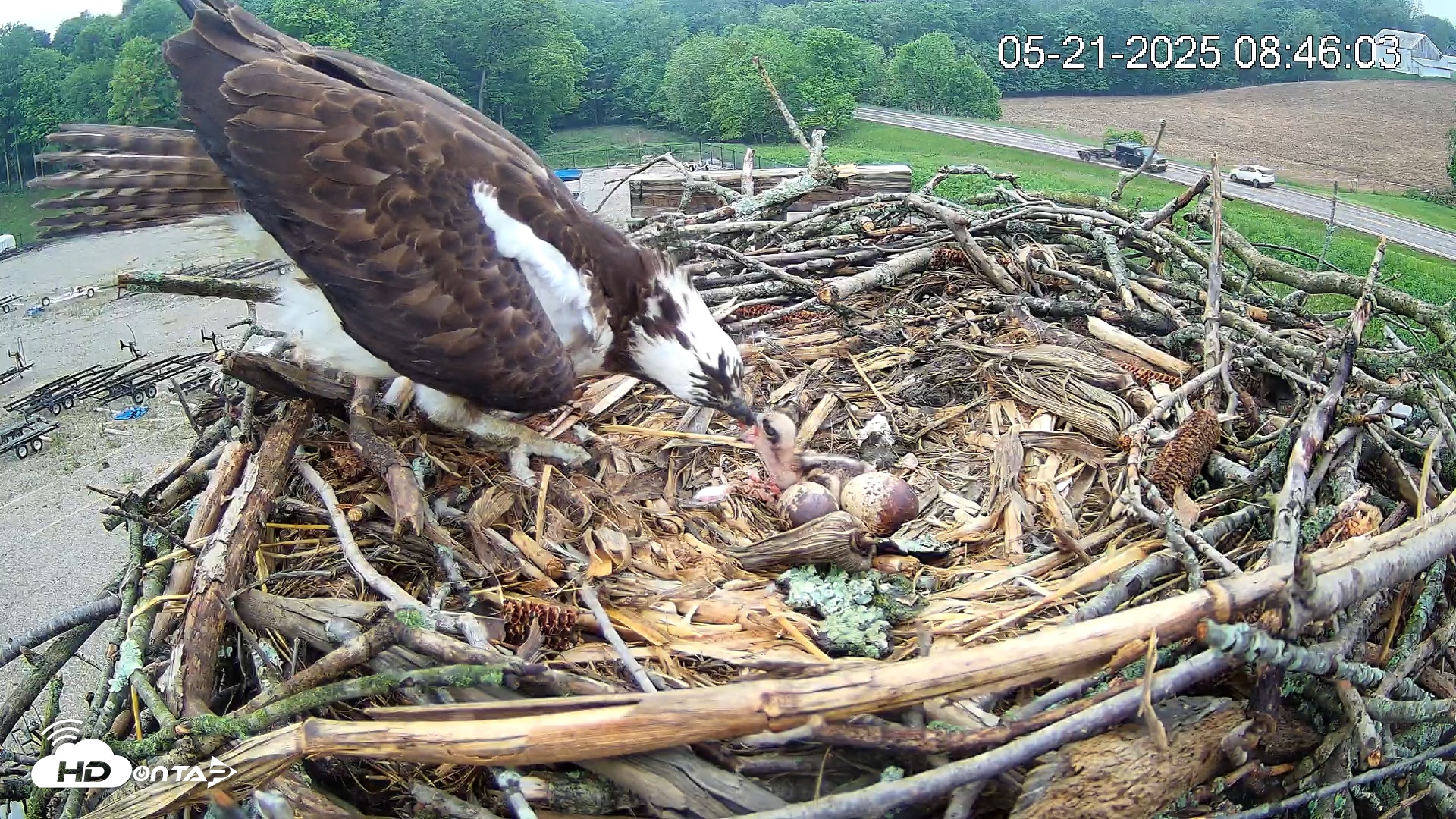 Snapshot of Pleasant Hill Lake Ospreys Live Nest Webcam taken May 21, 2025, 8:46am EDT