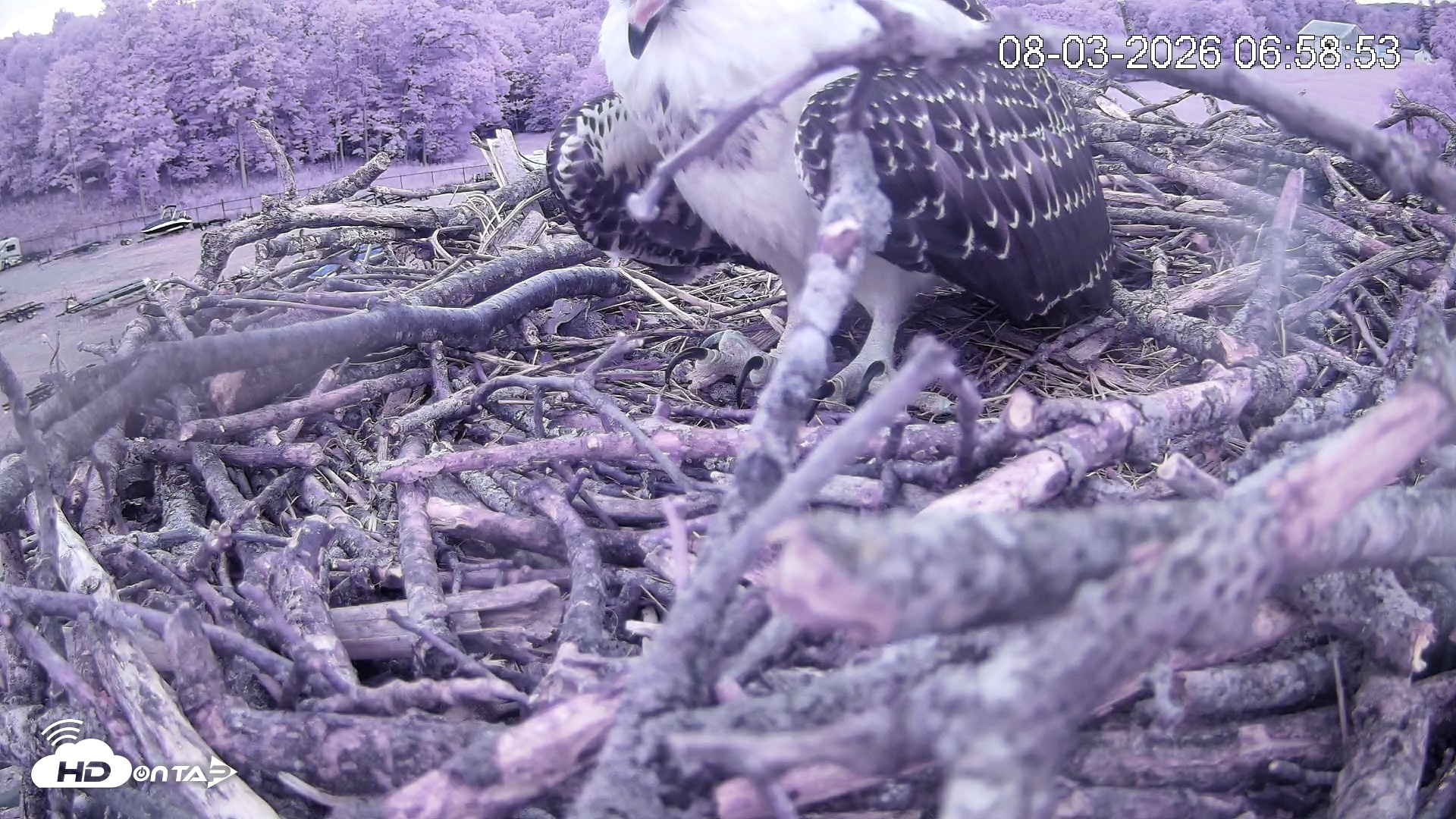 Snapshot of Pleasant Hill Lake Ospreys Live Nest Webcam taken Aug 3, 2026, 6:59am EDT