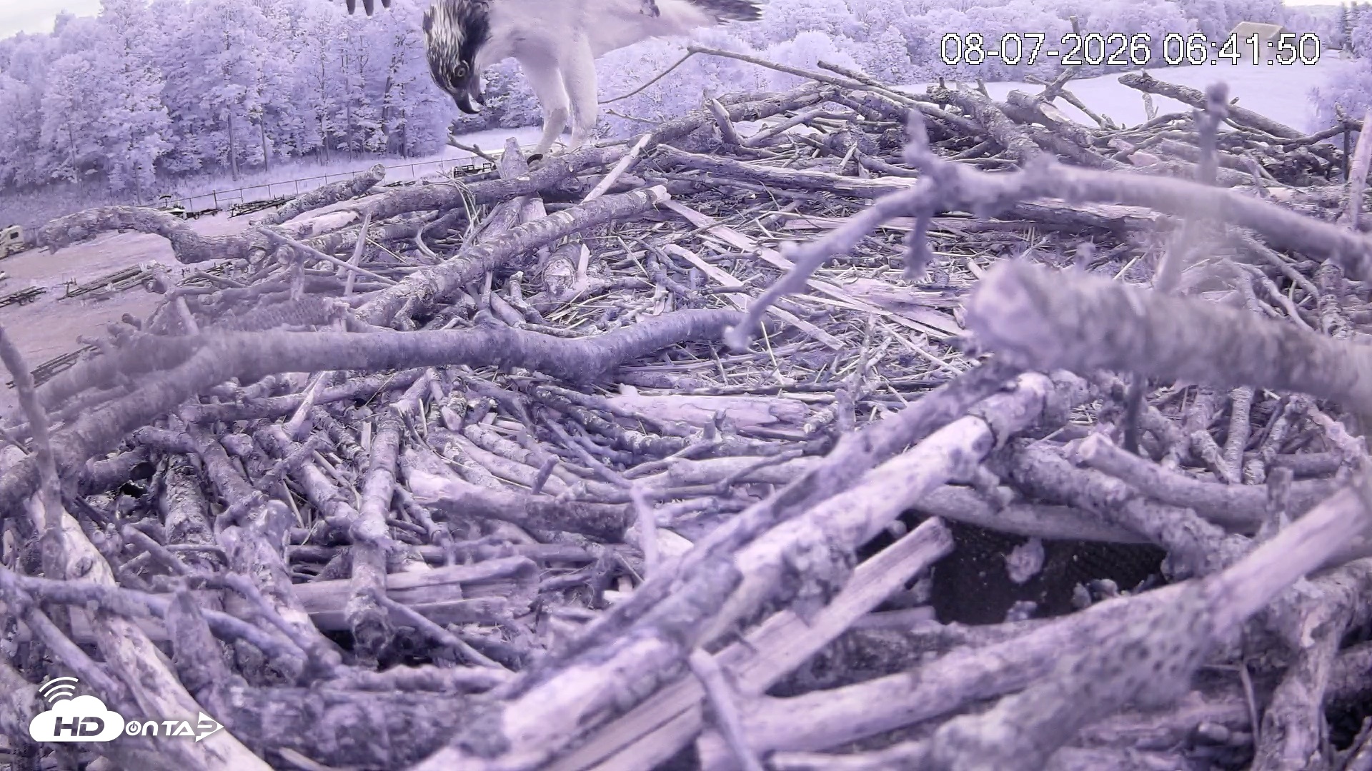 Snapshot of Pleasant Hill Lake Ospreys Live Nest Webcam taken Aug 7, 2026, 6:42am EDT