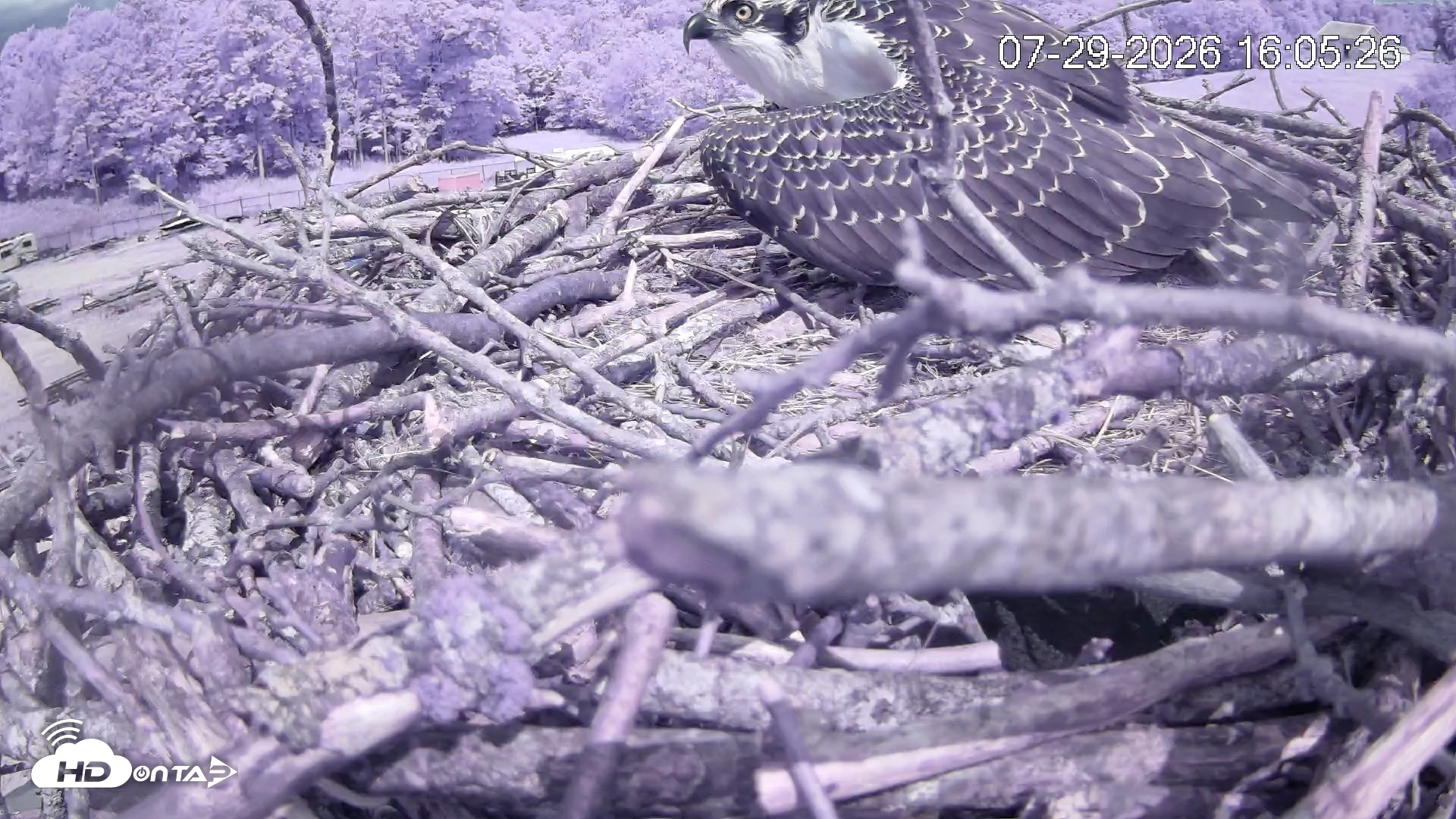 Snapshot of Pleasant Hill Lake Ospreys Live Nest Webcam taken Jul 29, 2026, 4:05pm EDT