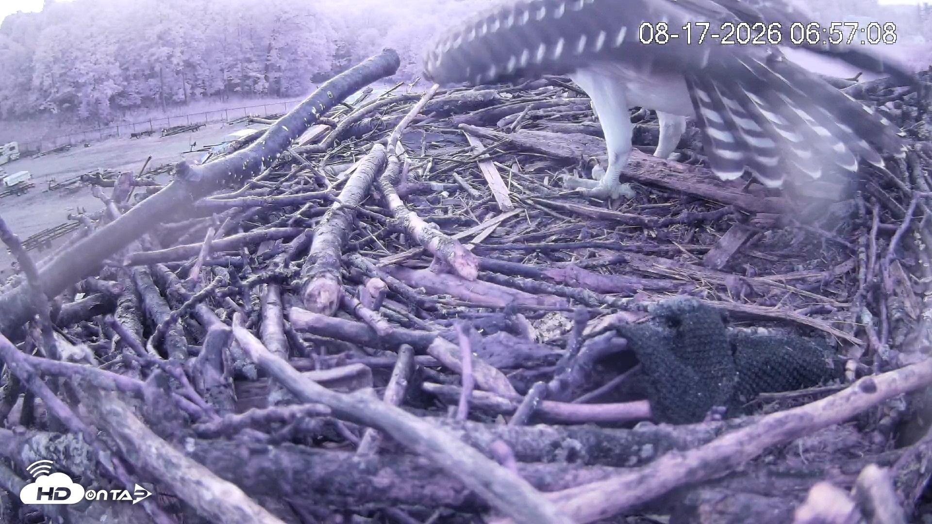 Snapshot of Pleasant Hill Lake Ospreys Live Nest Webcam taken Aug 17, 2026, 6:57am EDT