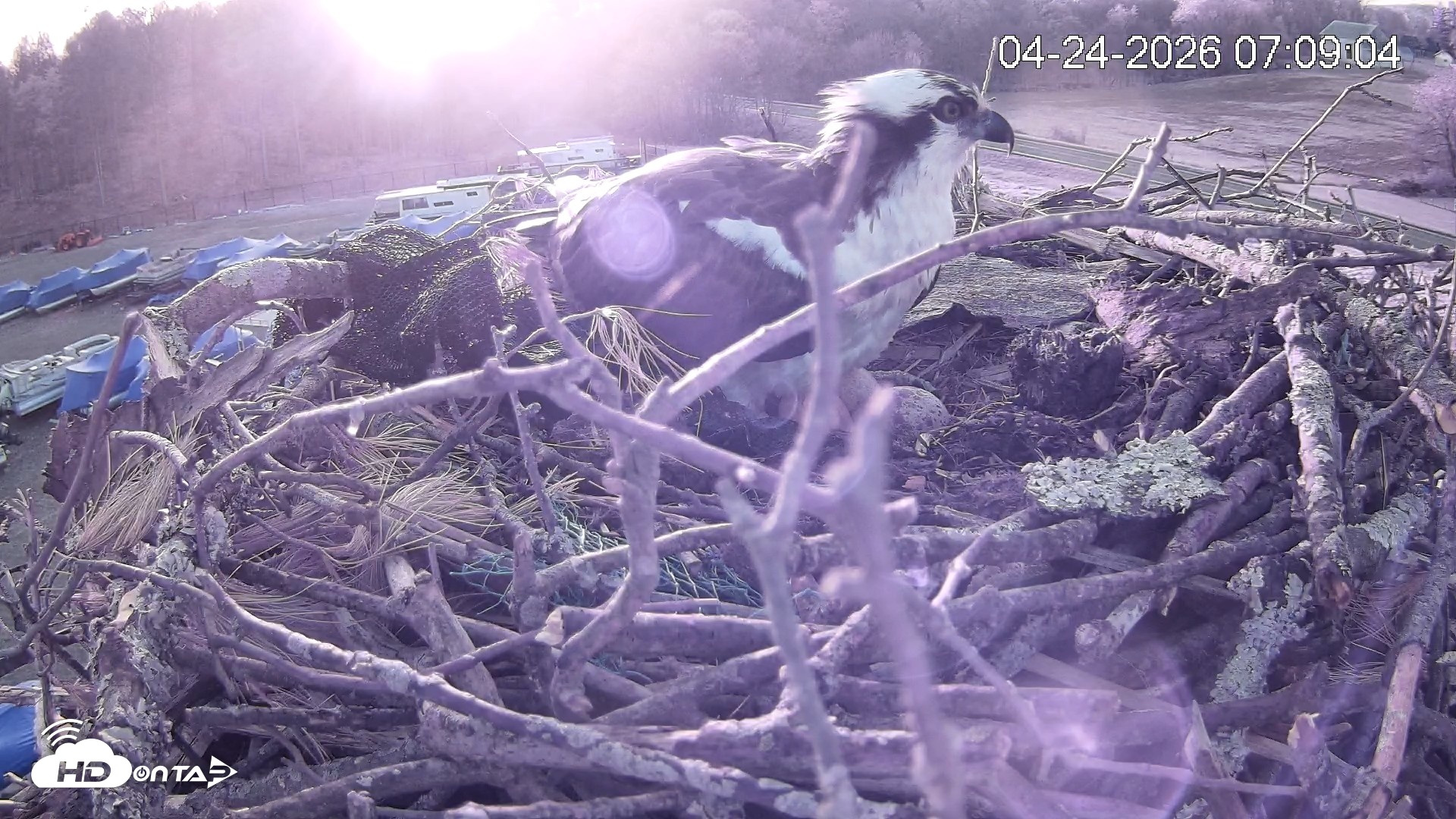 Snapshot of Pleasant Hill Lake Ospreys Live Nest Webcam taken Apr 24, 2026, 7:09am EDT