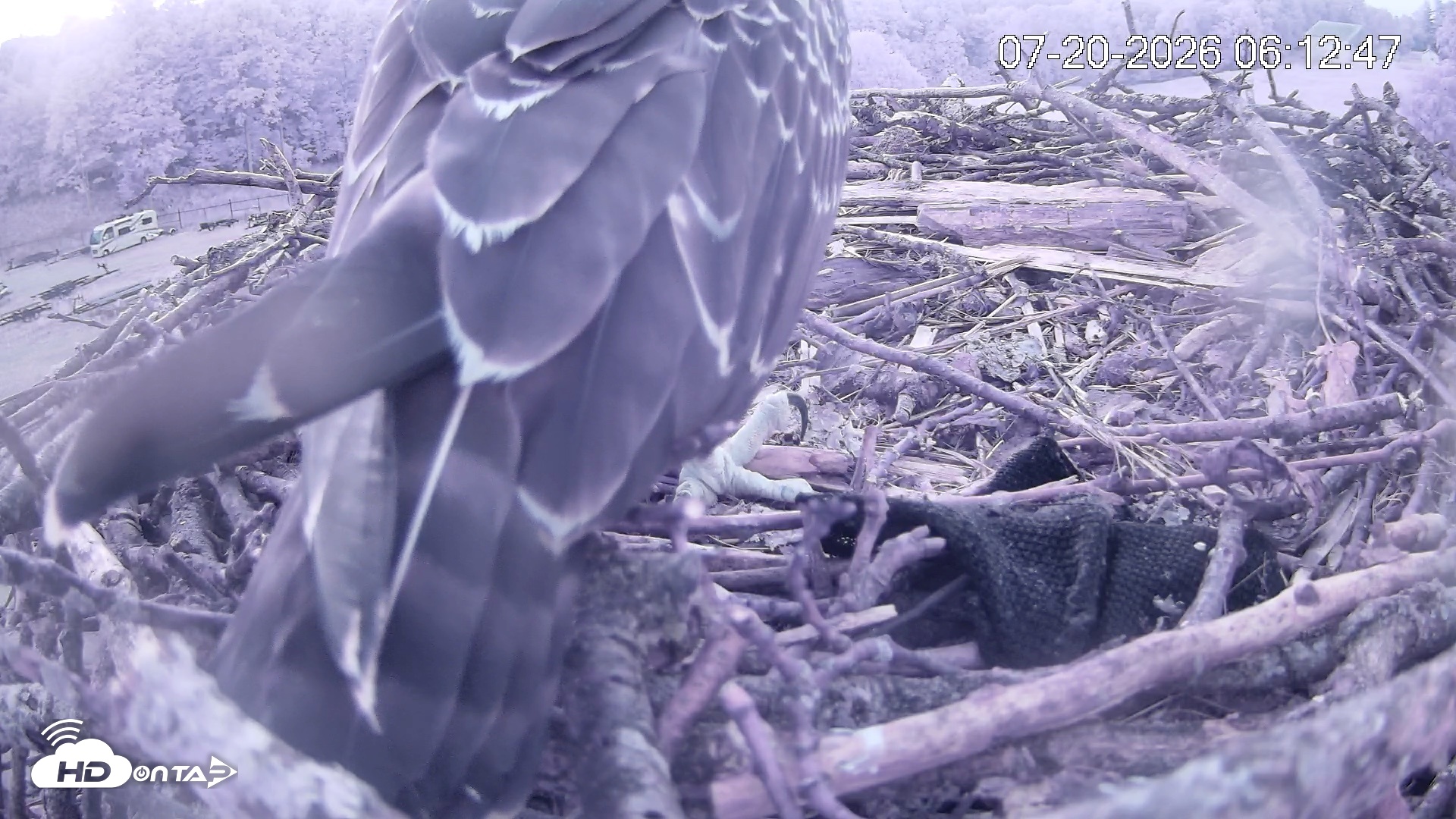 Snapshot of Pleasant Hill Lake Ospreys Live Nest Webcam taken Jul 20, 2026, 6:12am EDT
