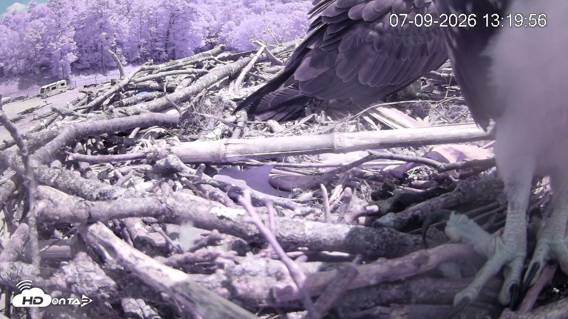 Snapshot of Pleasant Hill Lake Ospreys Live Nest Webcam taken Jul 9, 2026, 1:20pm EDT