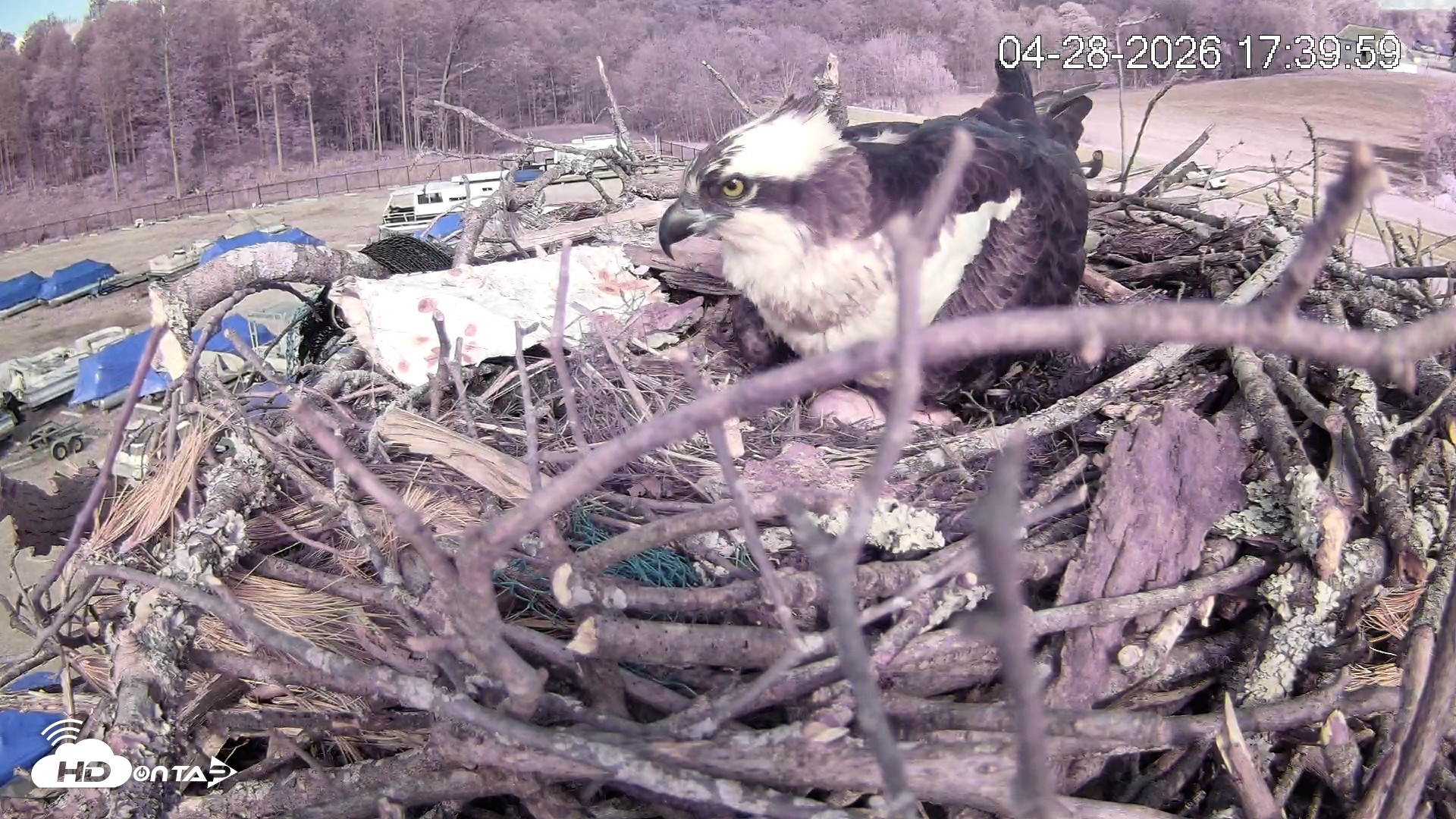 Snapshot of Pleasant Hill Lake Ospreys Live Nest Webcam taken Apr 28, 2026, 5:40pm EDT