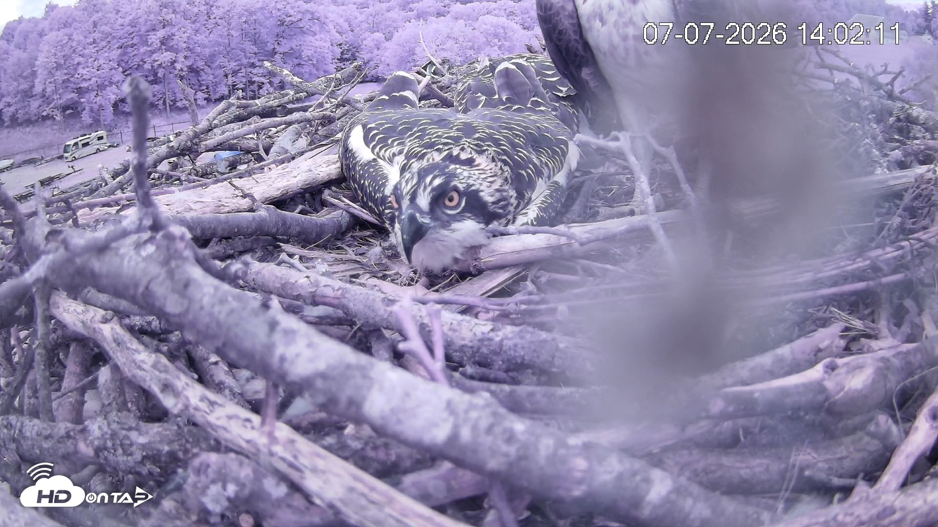 Snapshot of Pleasant Hill Lake Ospreys Live Nest Webcam taken Jul 7, 2026, 2:02pm EDT