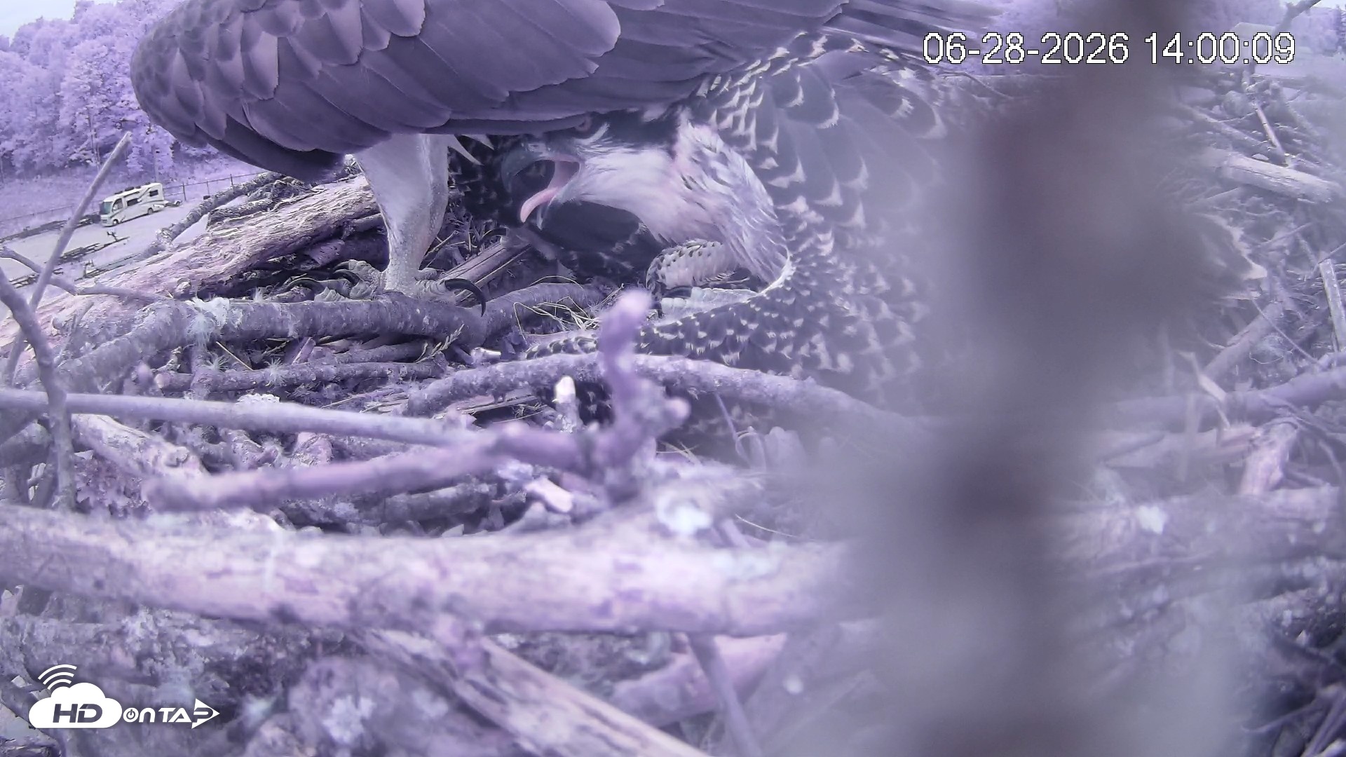 Snapshot of Pleasant Hill Lake Ospreys Live Nest Webcam taken Jun 28, 2026, 2:00pm EDT
