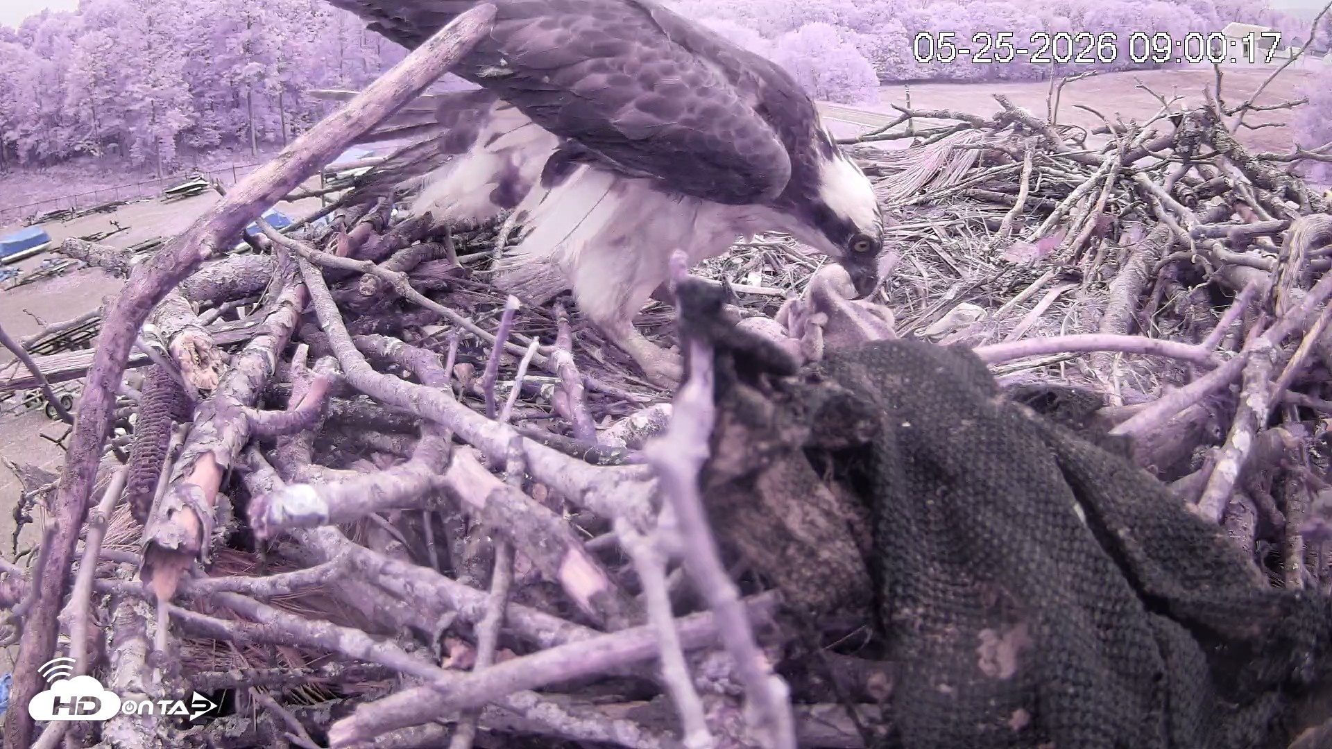 Snapshot of Pleasant Hill Lake Ospreys Live Nest Webcam taken May 25, 2026, 9:00am EDT