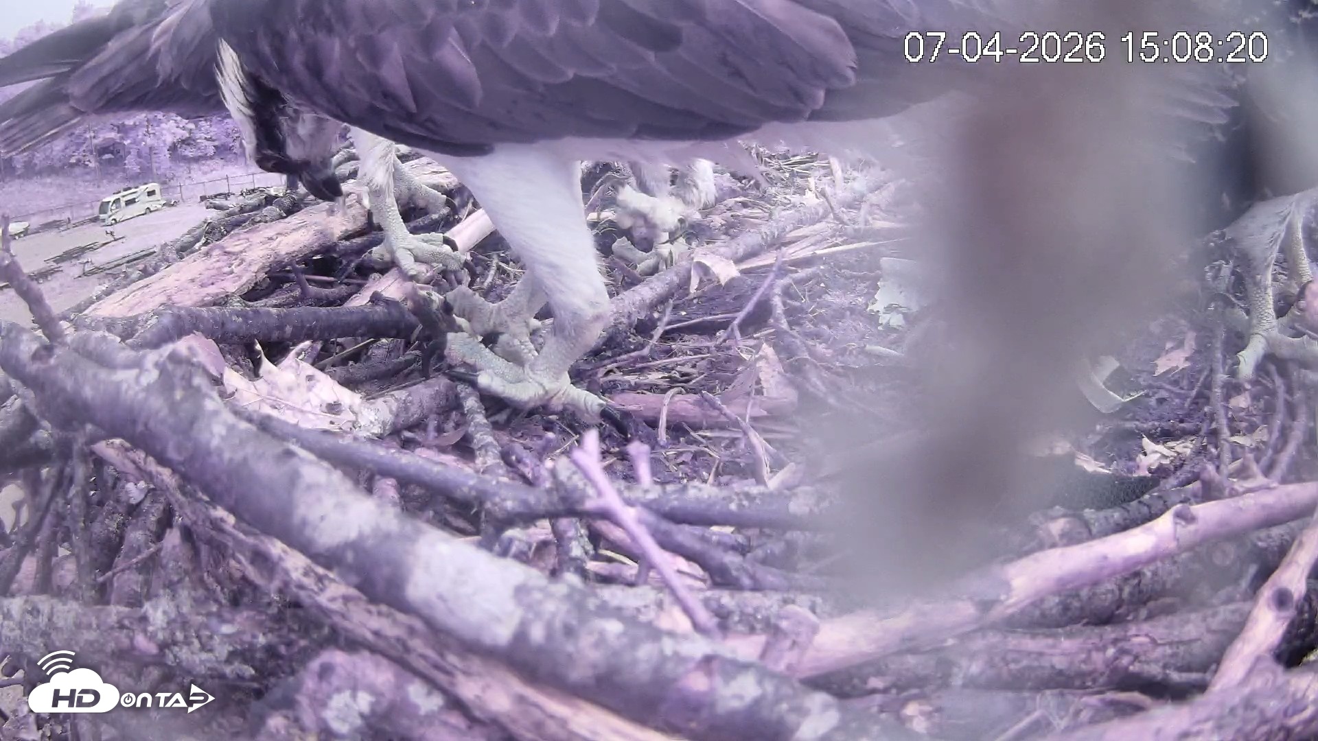 Snapshot of Pleasant Hill Lake Ospreys Live Nest Webcam taken Jul 4, 2026, 3:08pm EDT