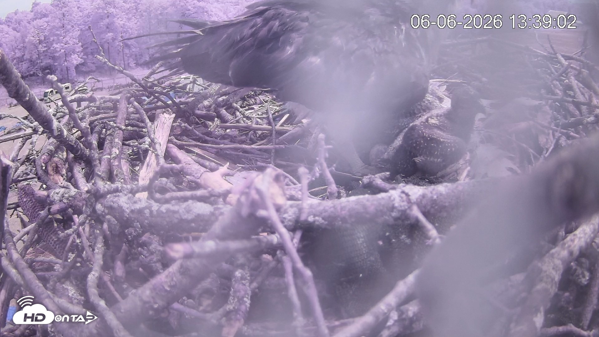 Snapshot of Pleasant Hill Lake Ospreys Live Nest Webcam taken Jun 6, 2026, 1:39pm EDT