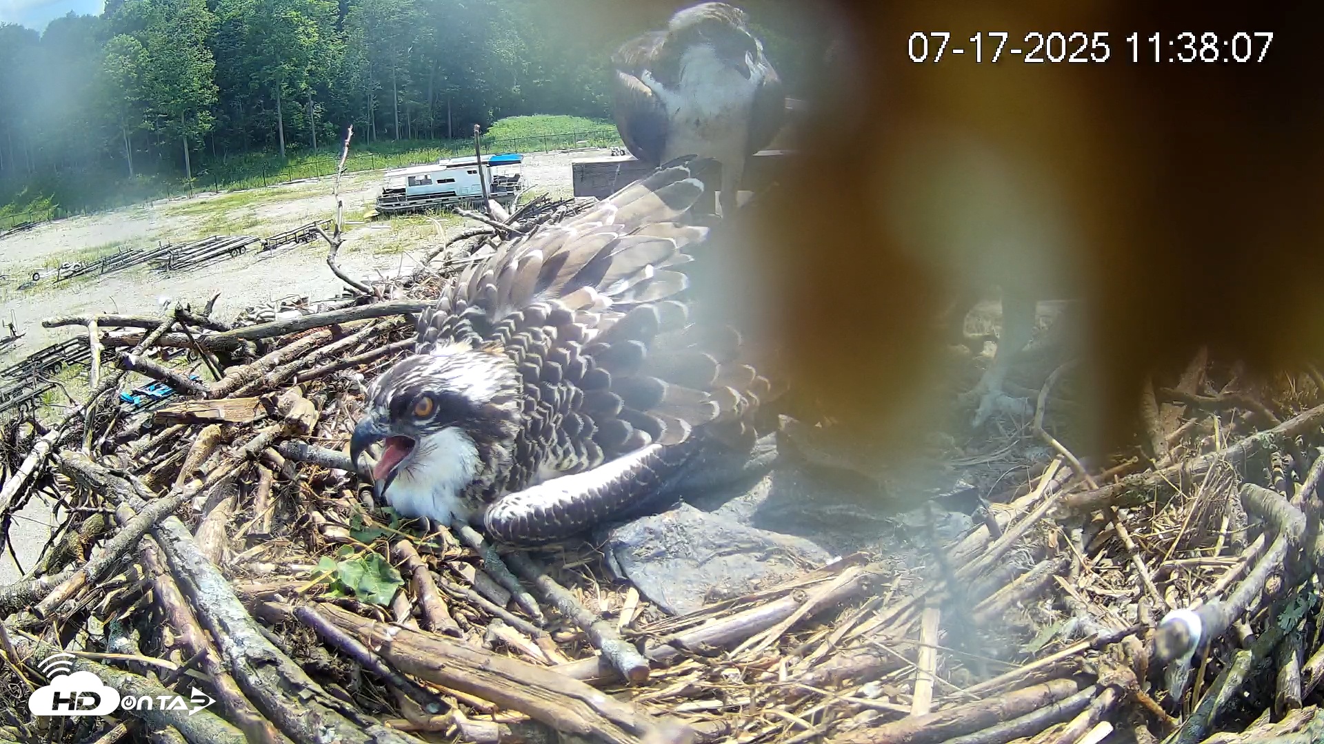 Snapshot of Pleasant Hill Lake Ospreys Live Nest Webcam taken Jul 17, 2025, 11:38am EDT